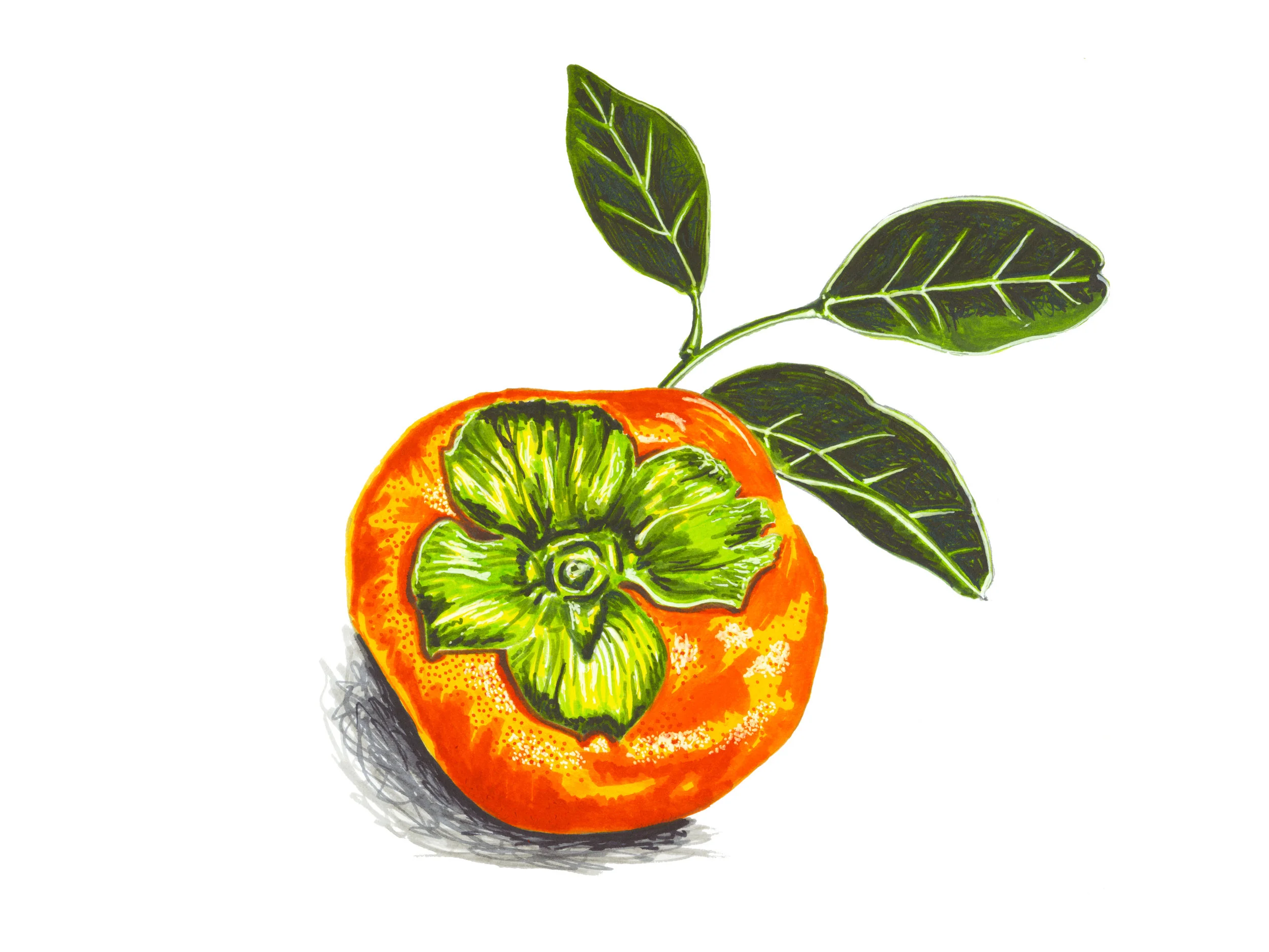 Persimmon