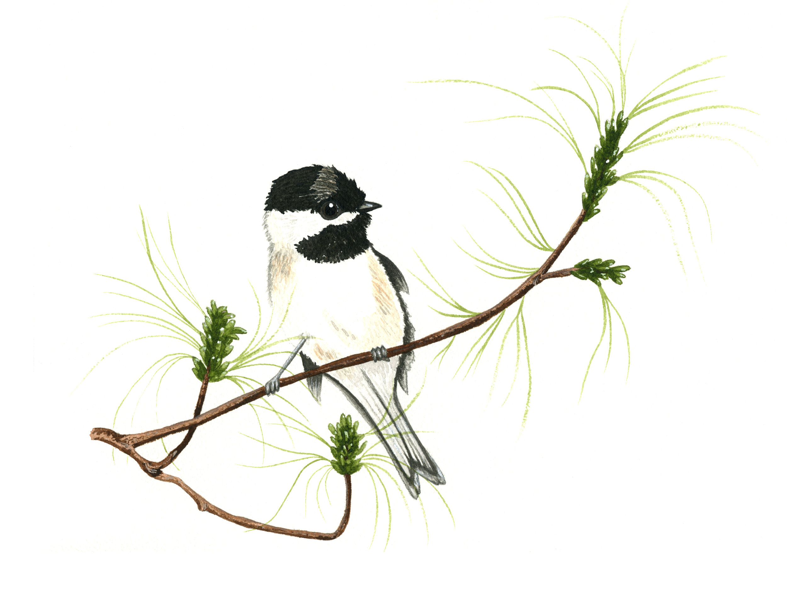 Black Capped Chickadee