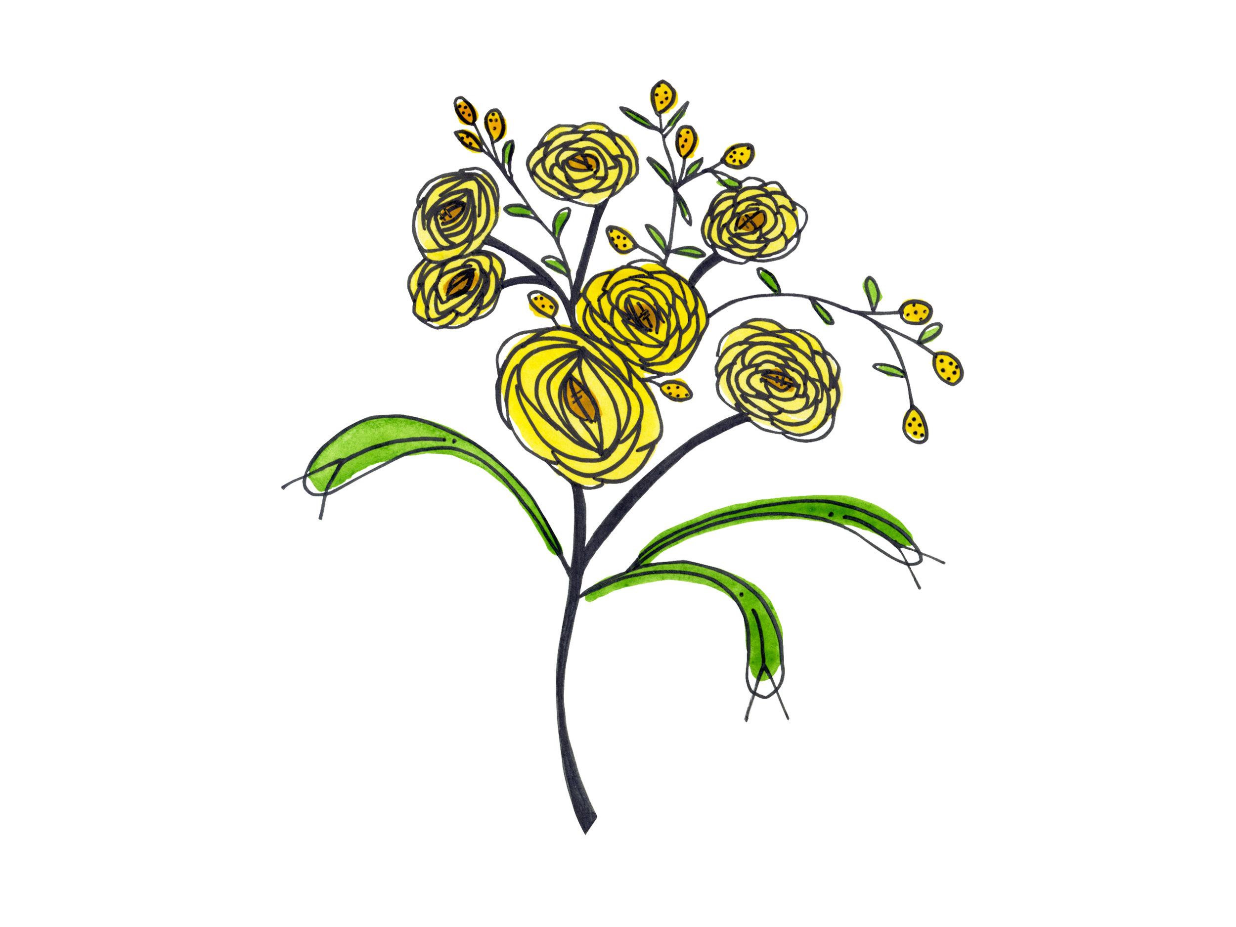 yellow-ranunculus_website.jpg