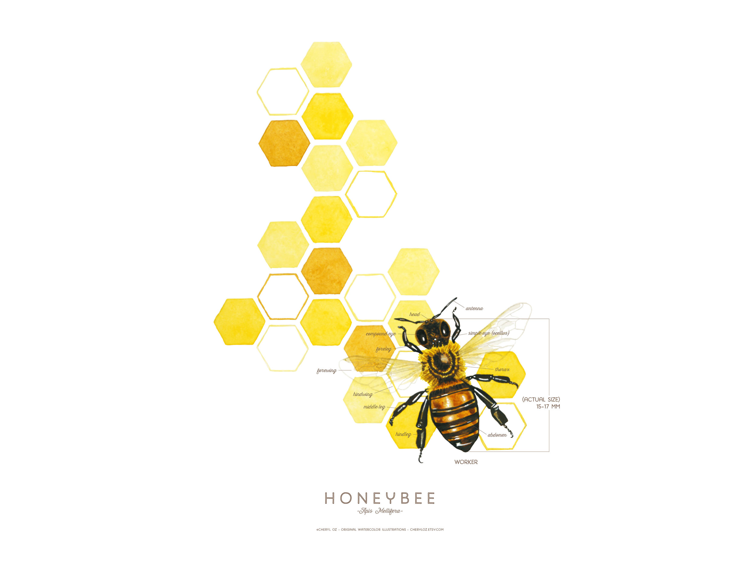 Honeybee Print Design