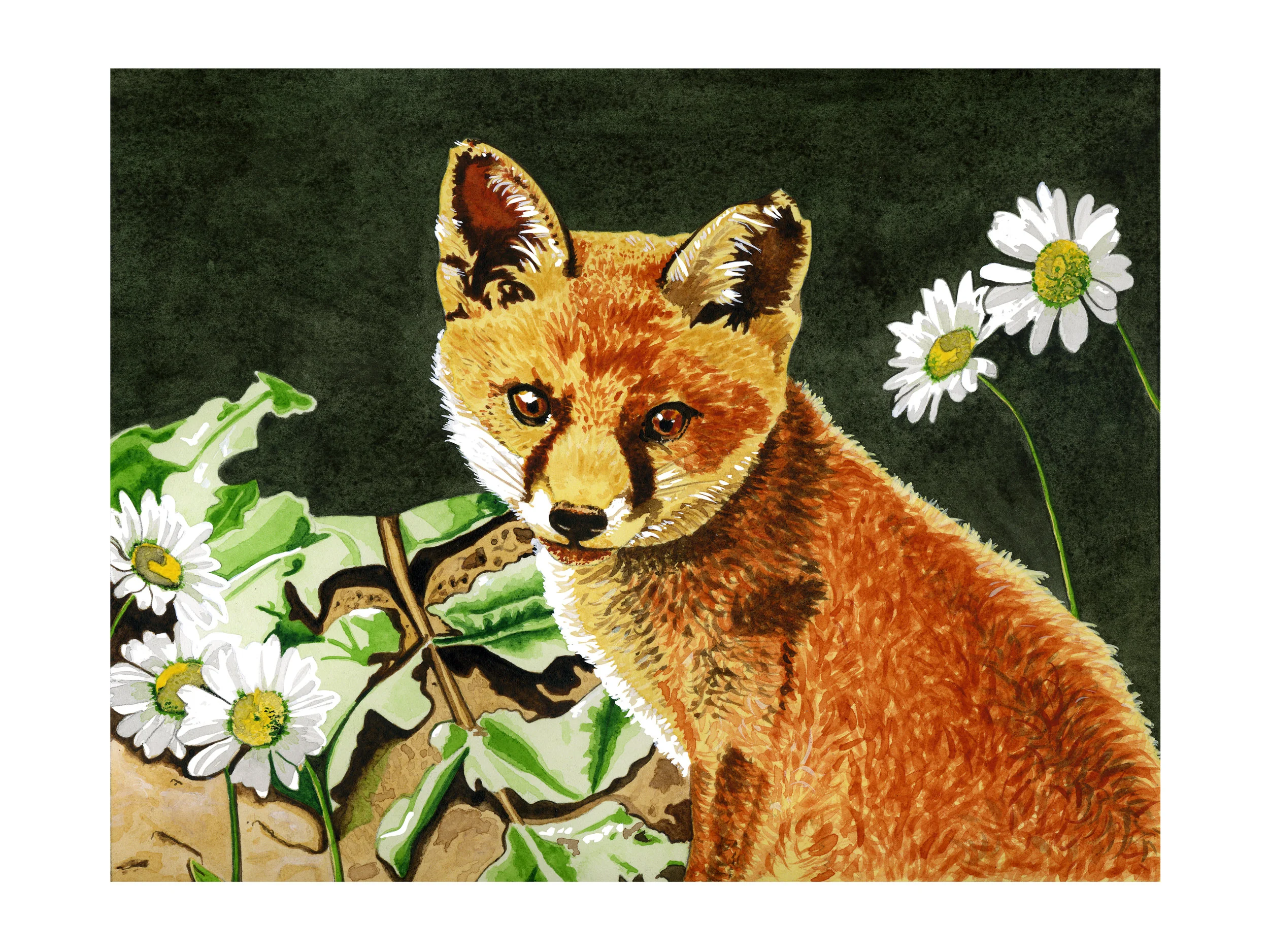 island-fox_website.jpg