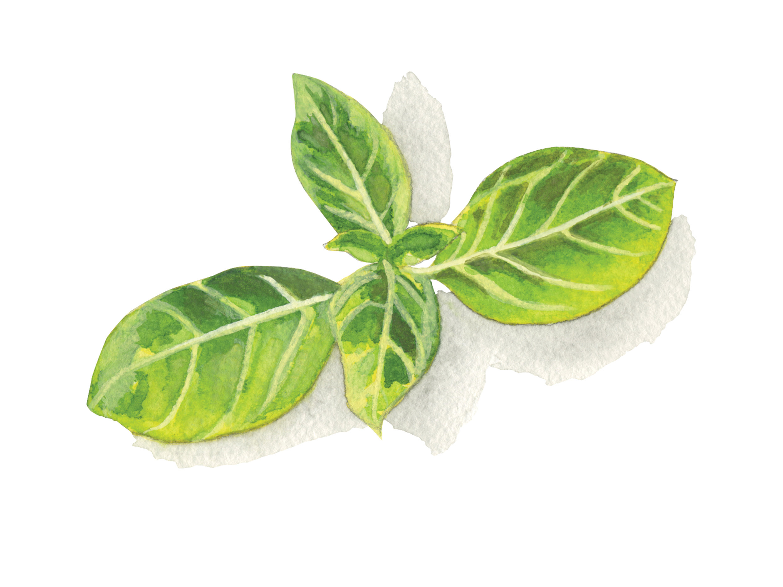 Basil | Culinary Herbs