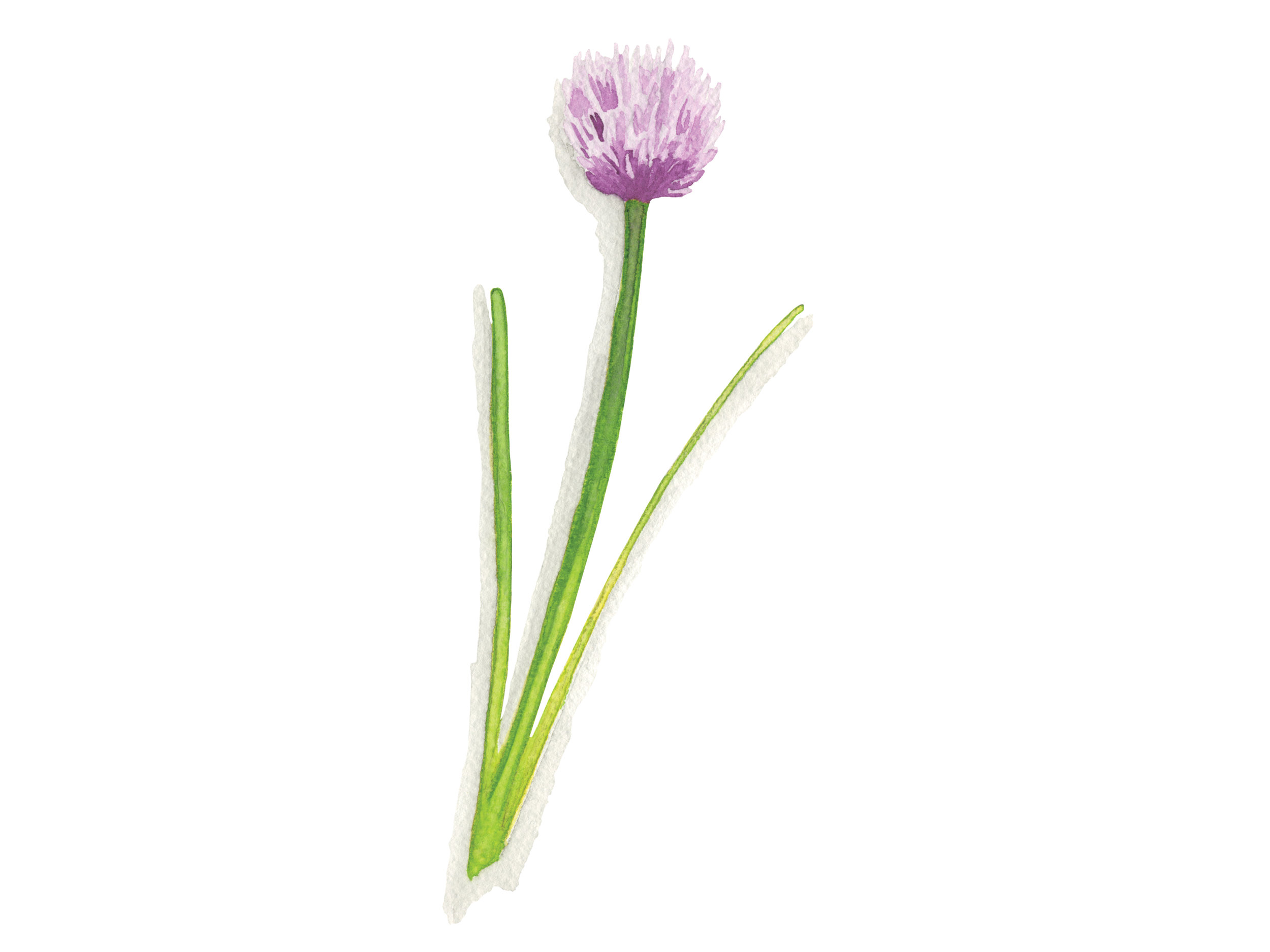 Chives | Culinary Herbs