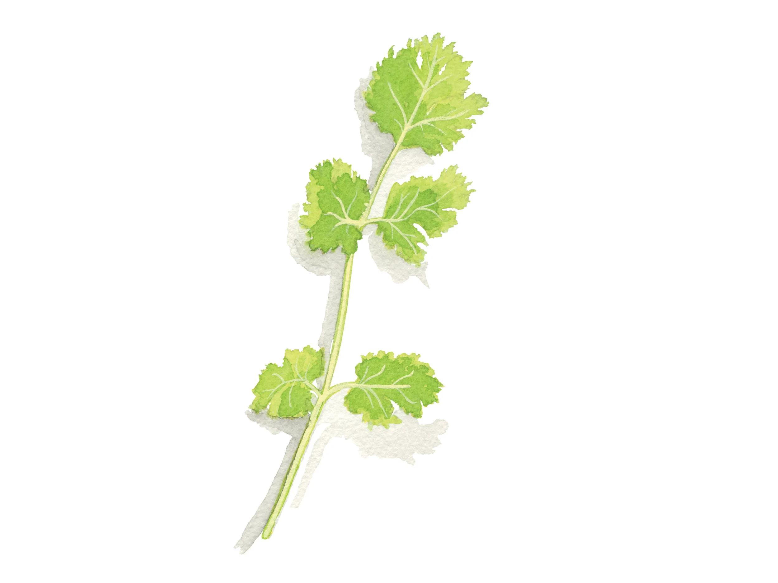 Cilantro | Culinary Herbs