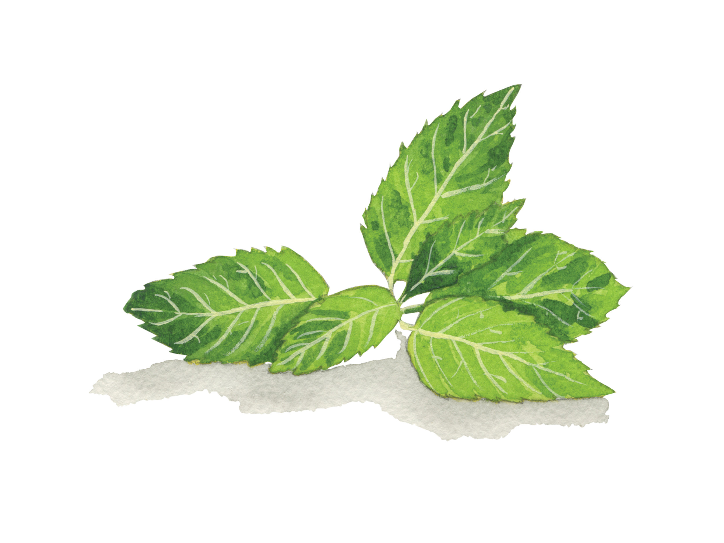 Mint | Culinary Herbs