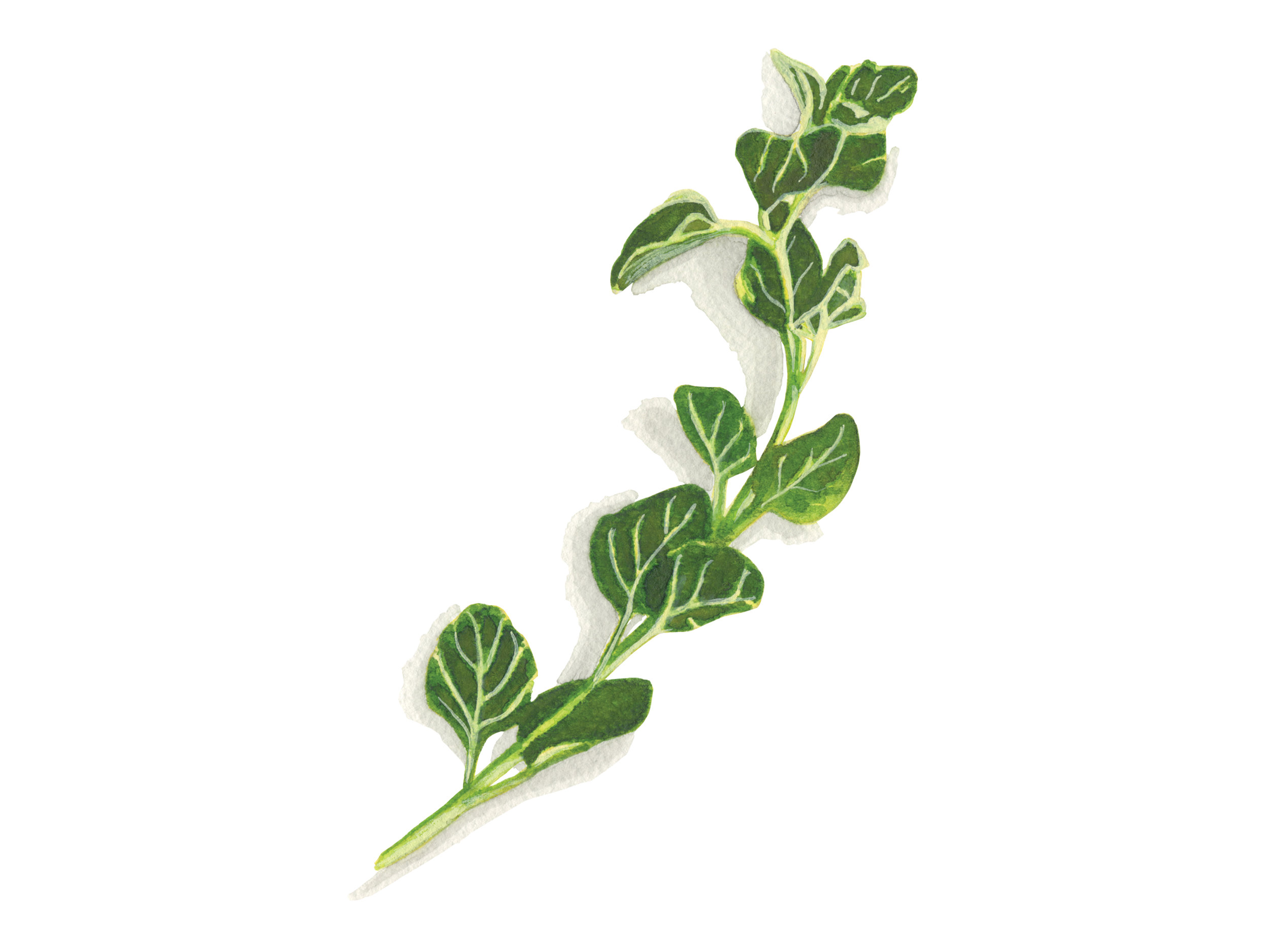 Oregano | Culinary Herbs