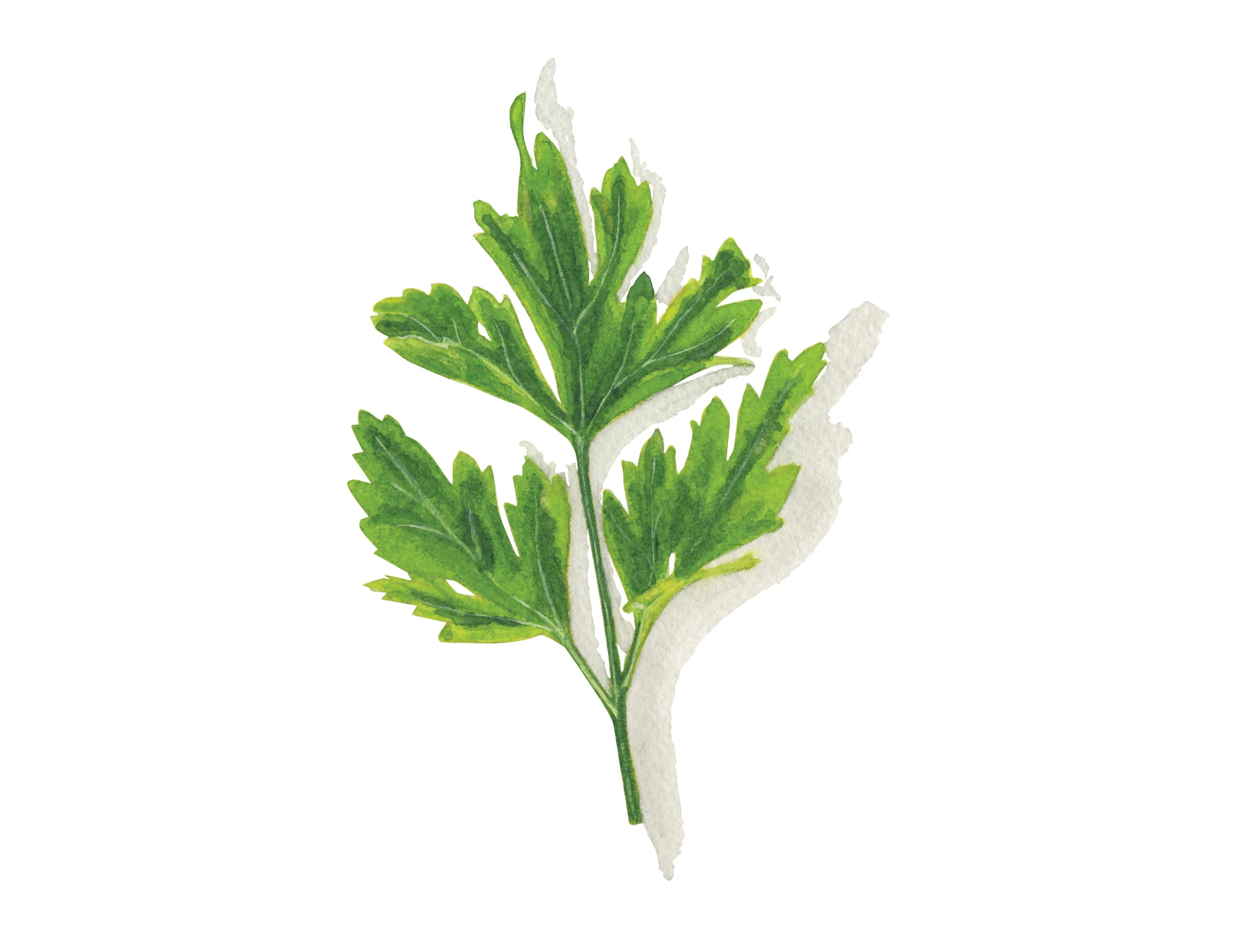 Italian Flat Parsley | Culinary Herbs