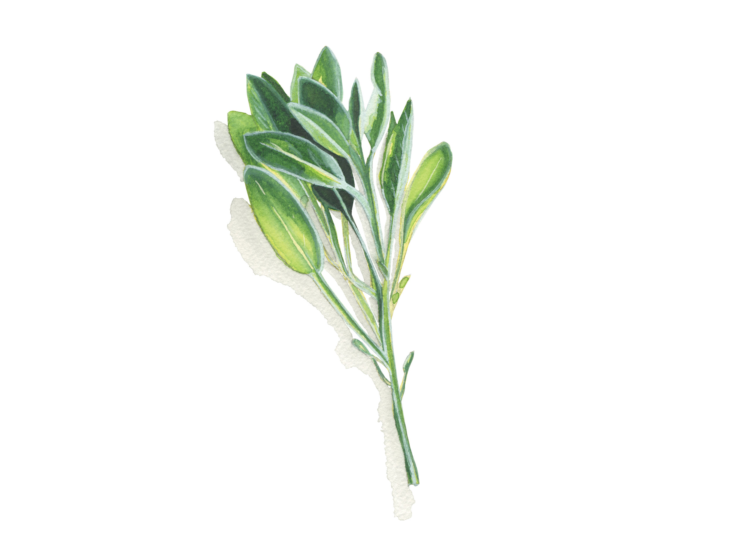 Sage | Culinary Herbs
