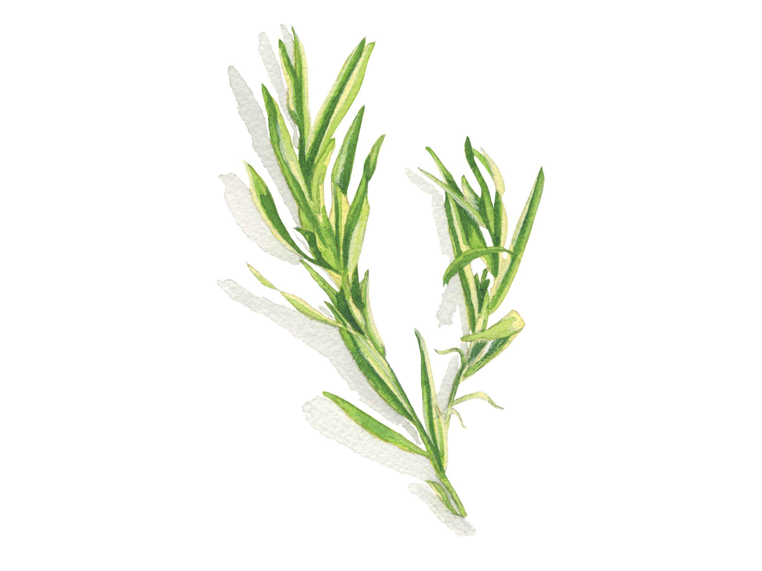 Tarragon | Culinary Herbs