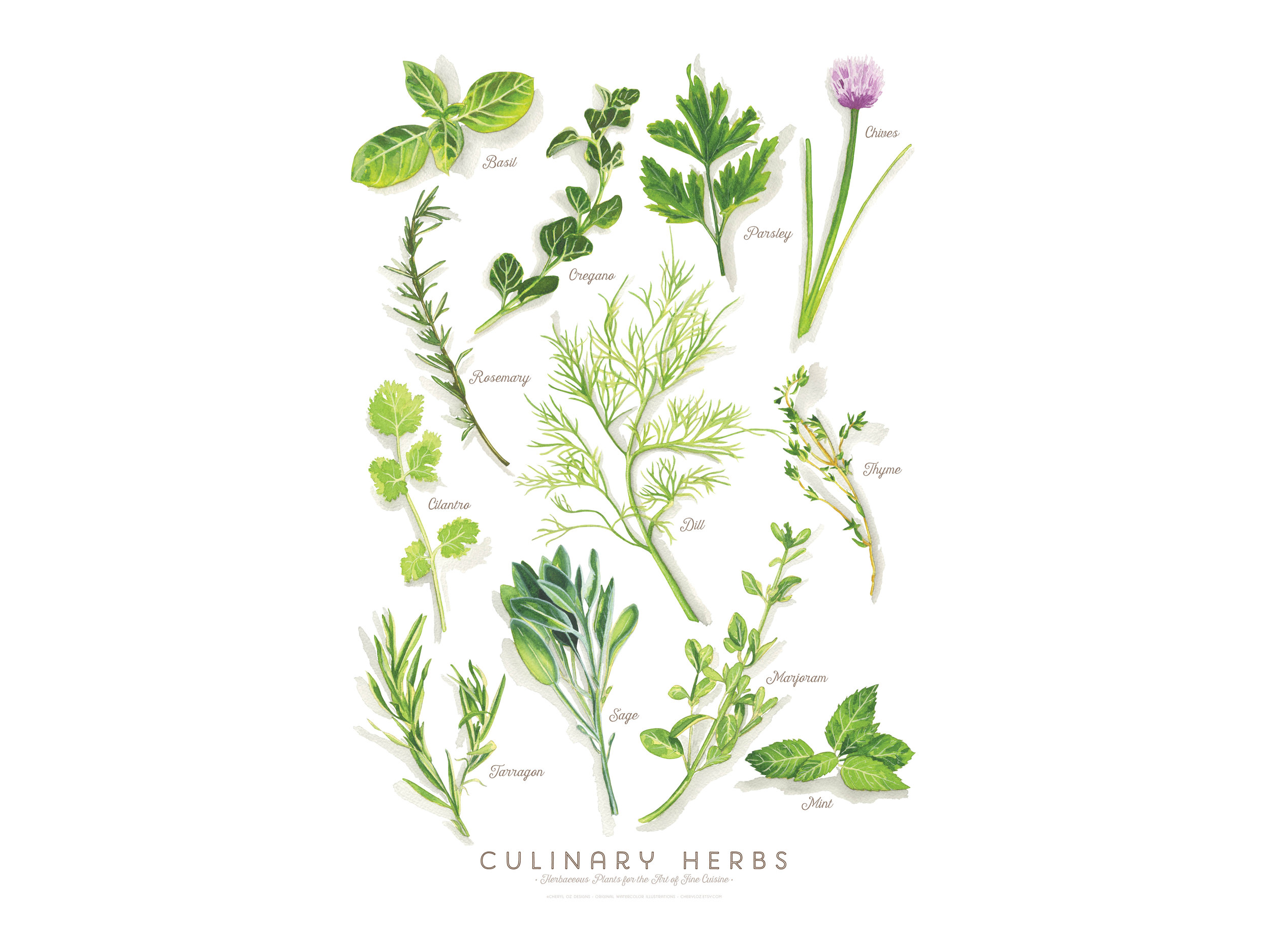 Culinary Herbs Poster/Print Design