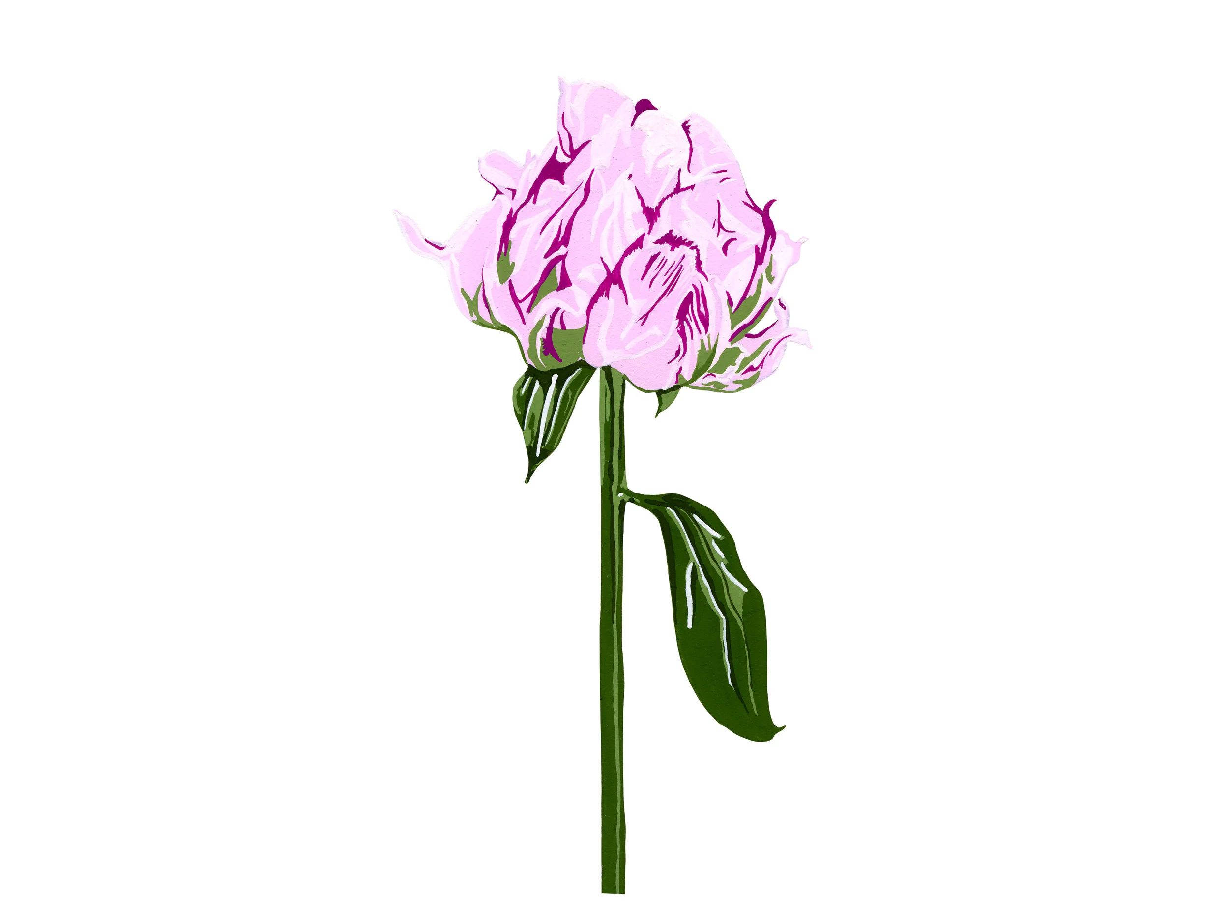 Peony