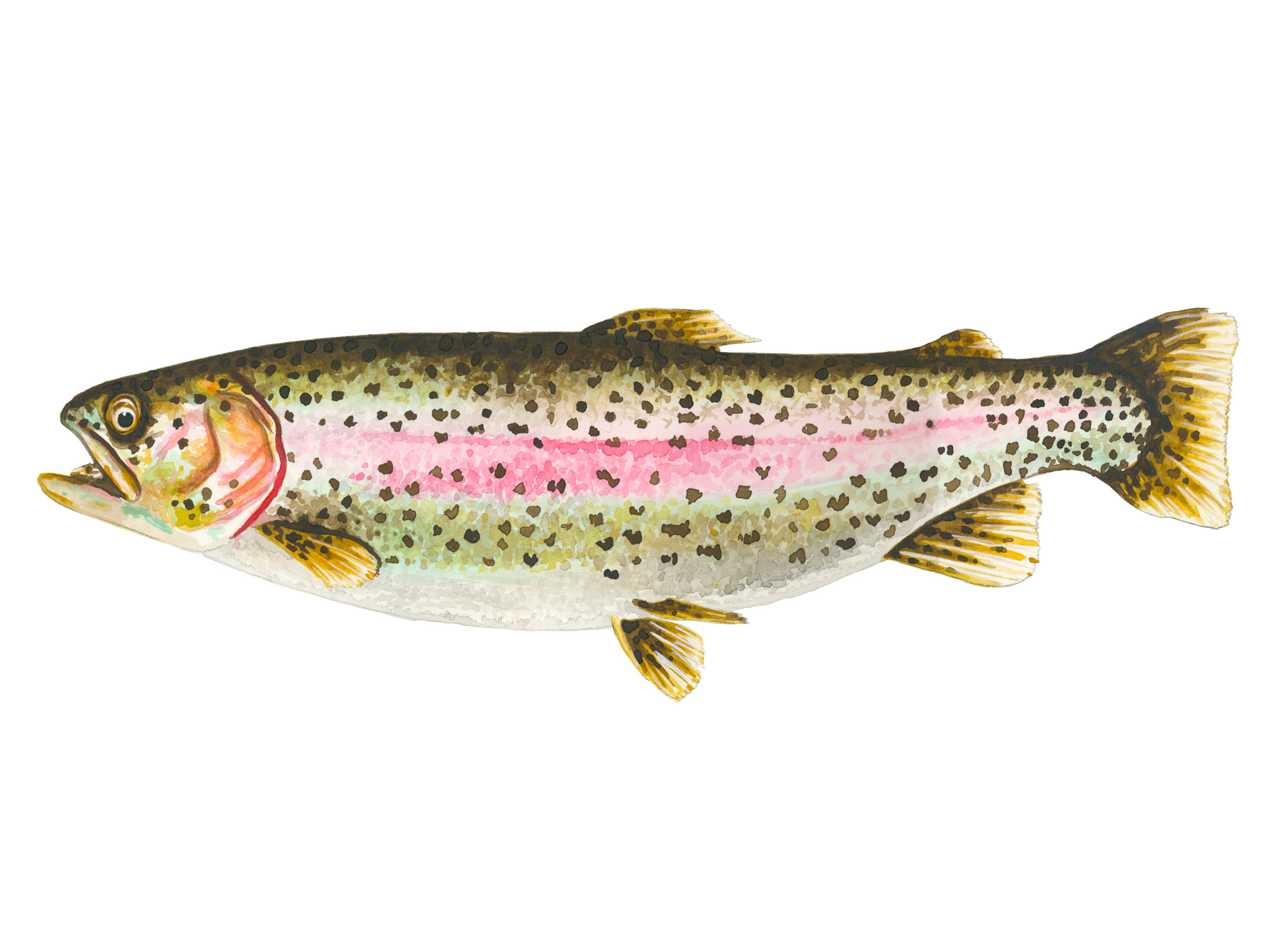 Rainbow Trout/Steelhead