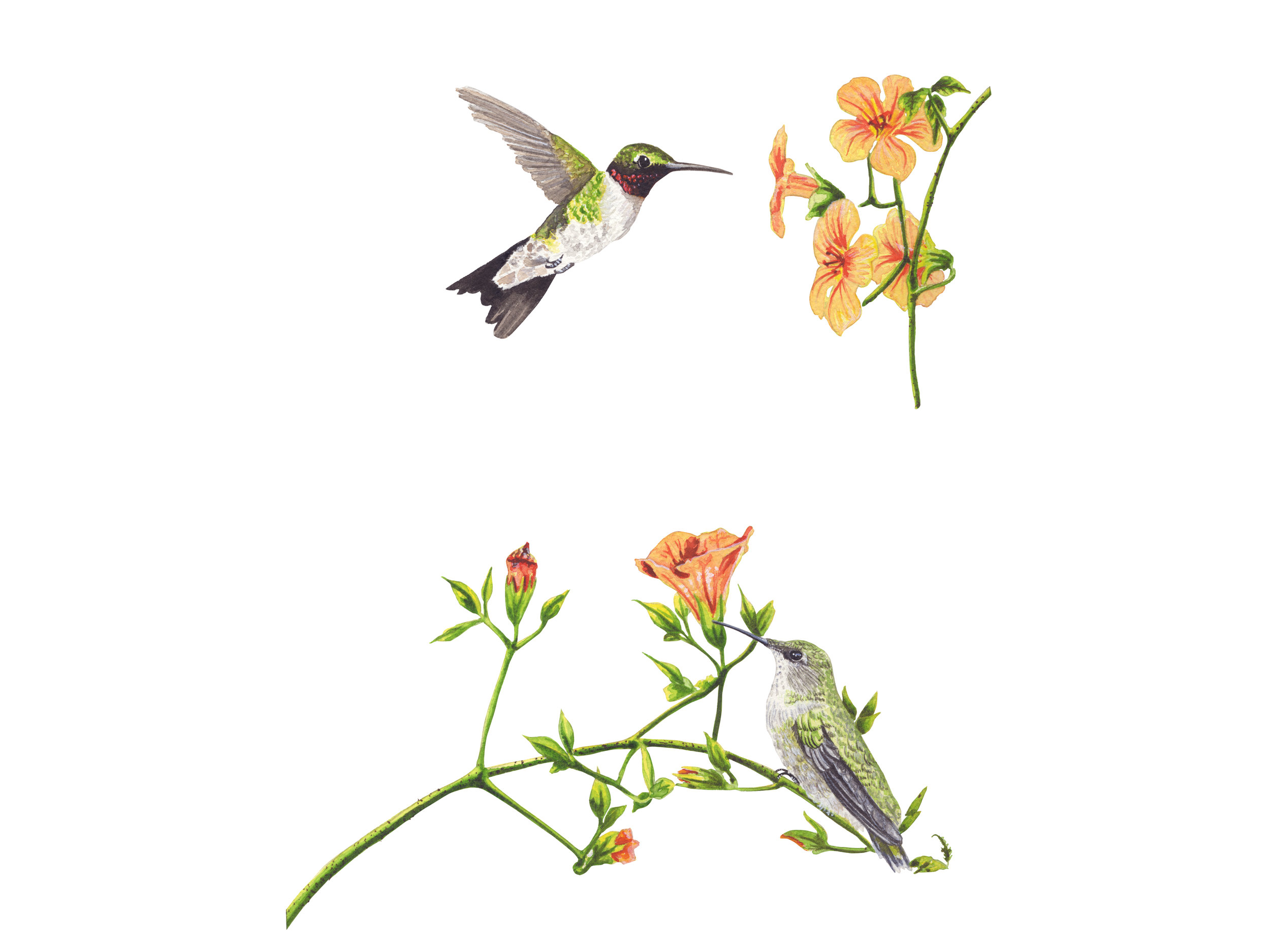 Ruby-Throated Hummingbirds