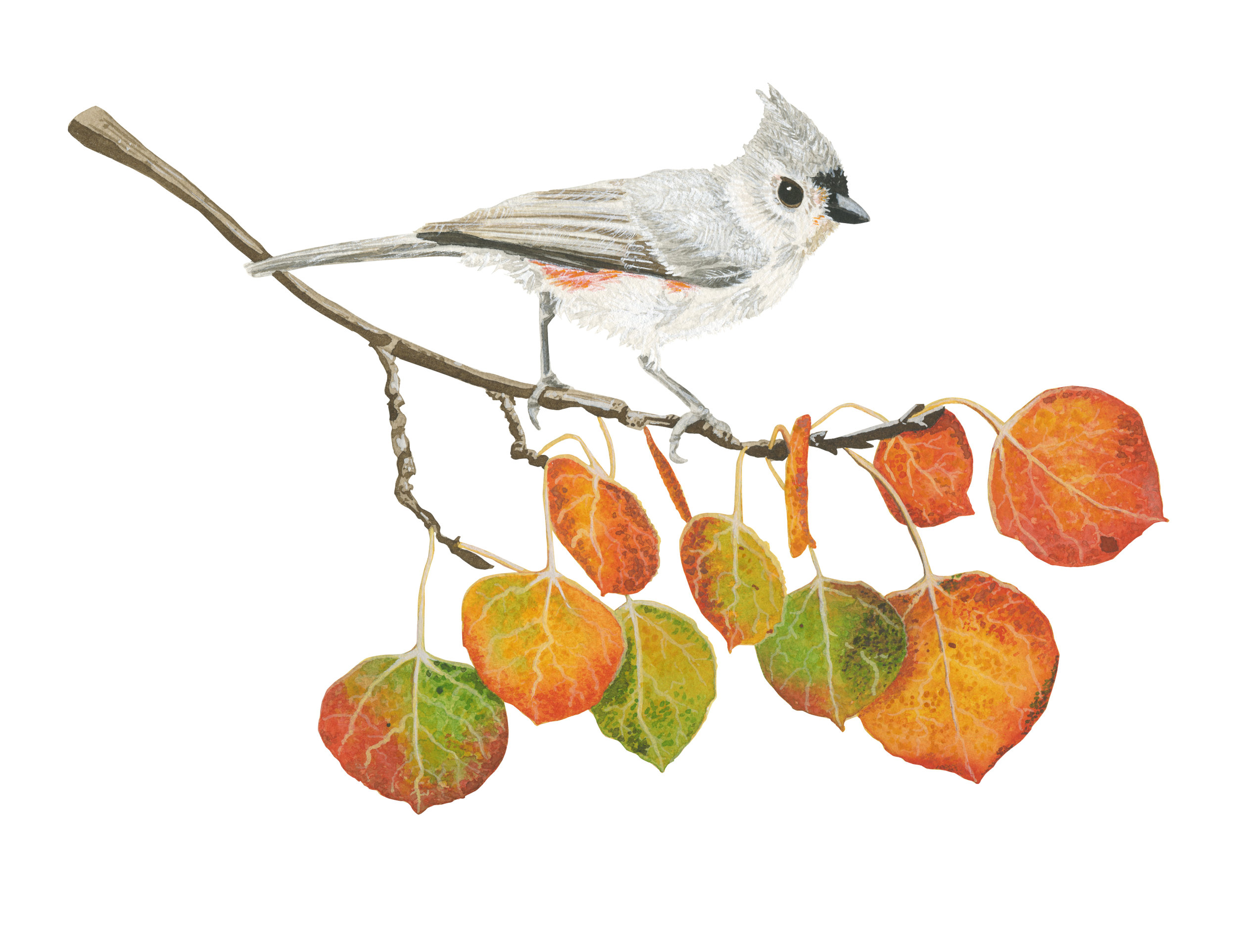 Tufted Titmouse