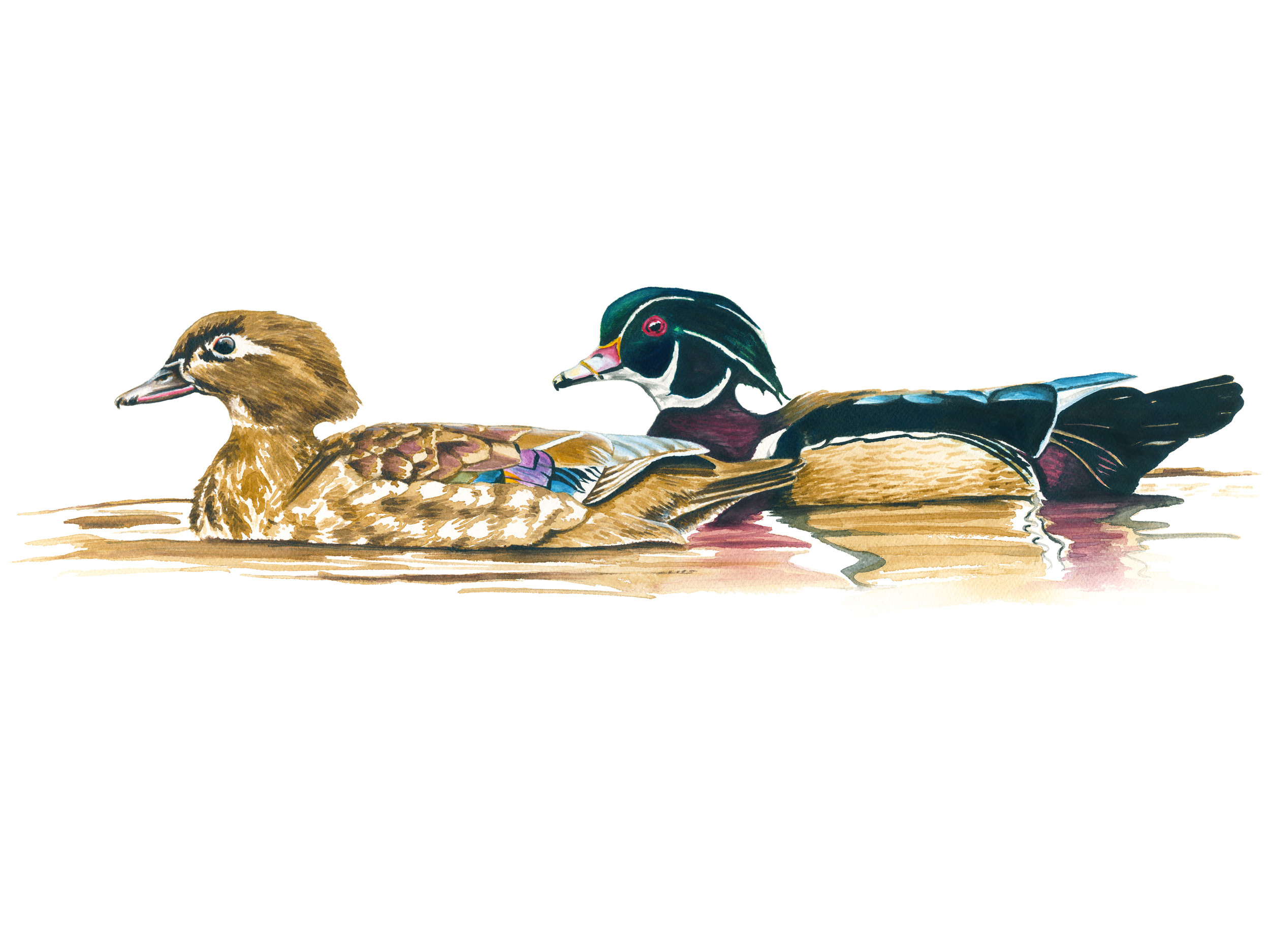 Wood Ducks