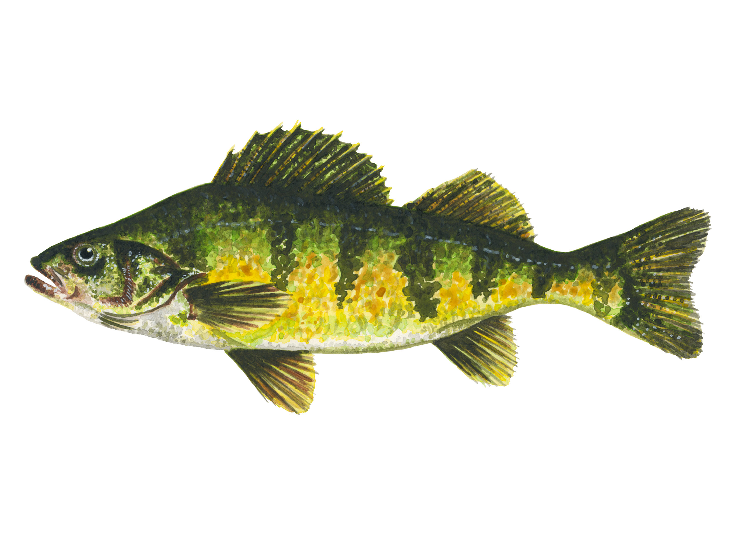 Yellow Perch