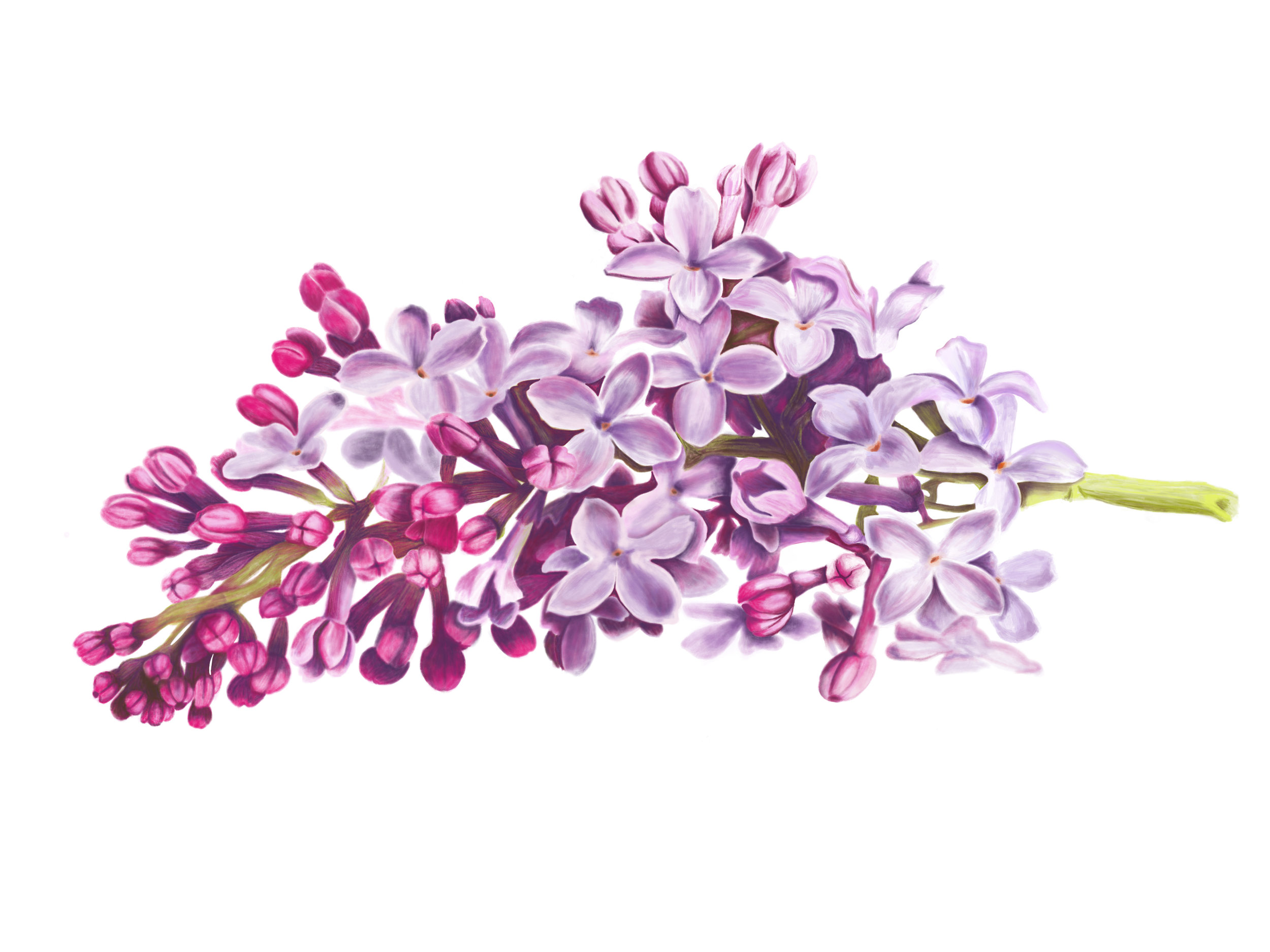 Lilac Branch