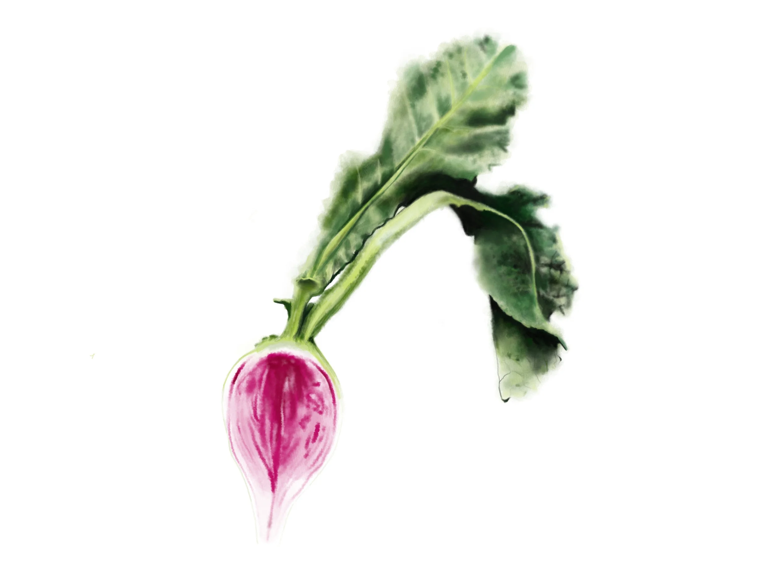 Watermelon Radish