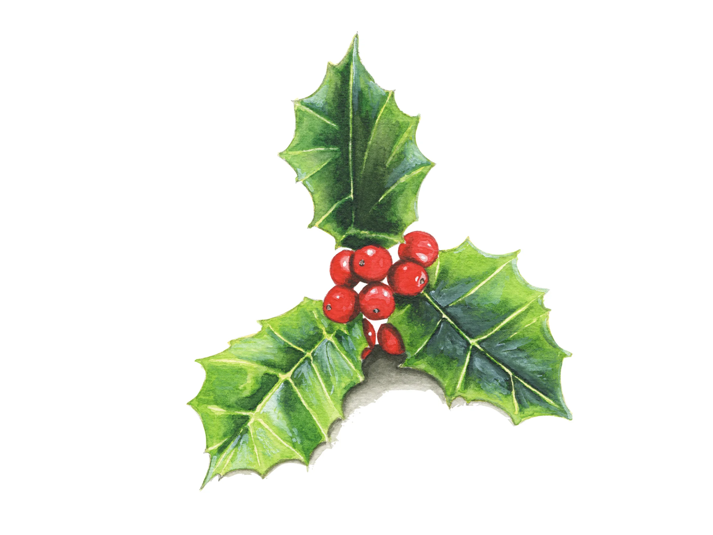 Holly