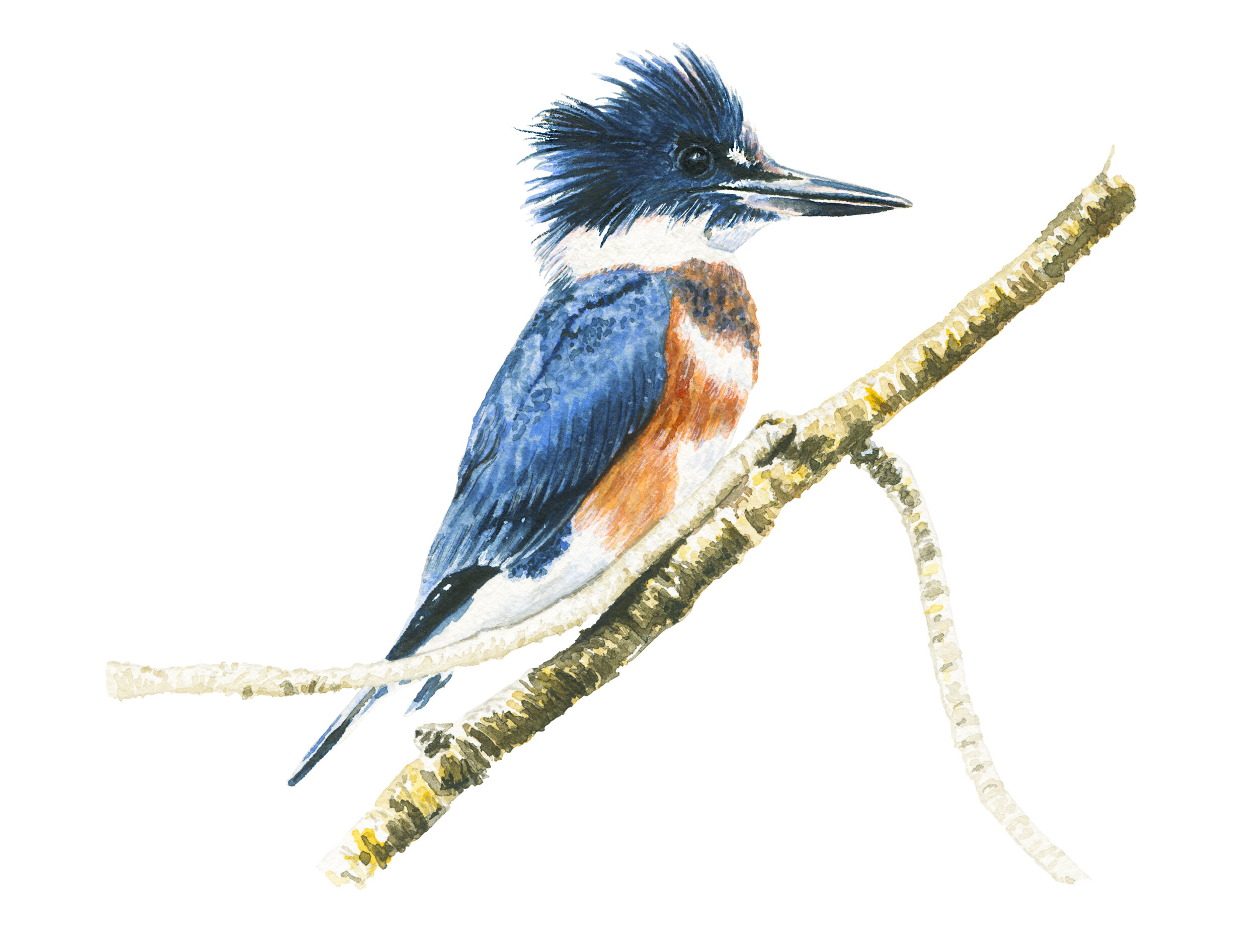 Kingfisher