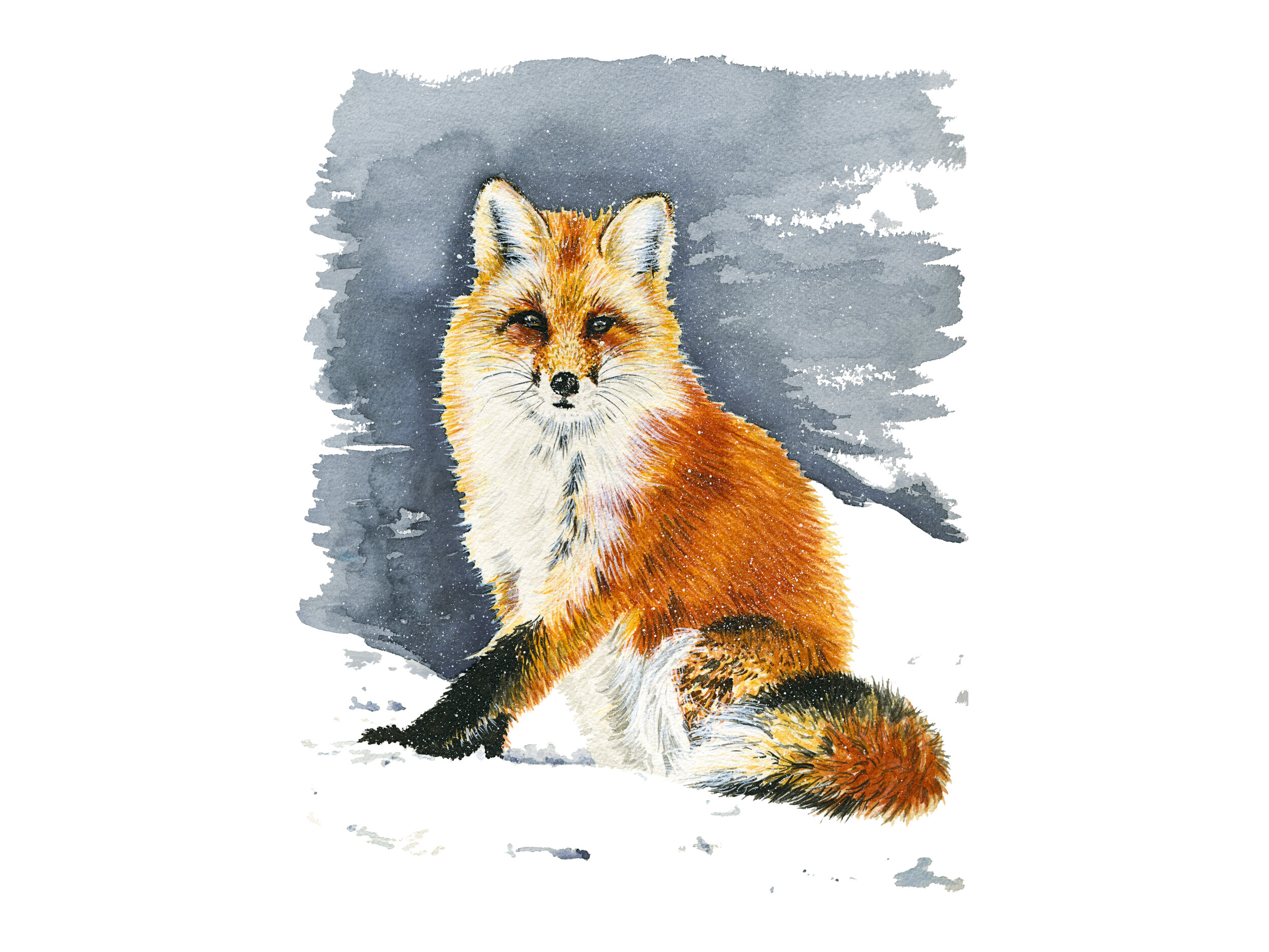 Winter Fox