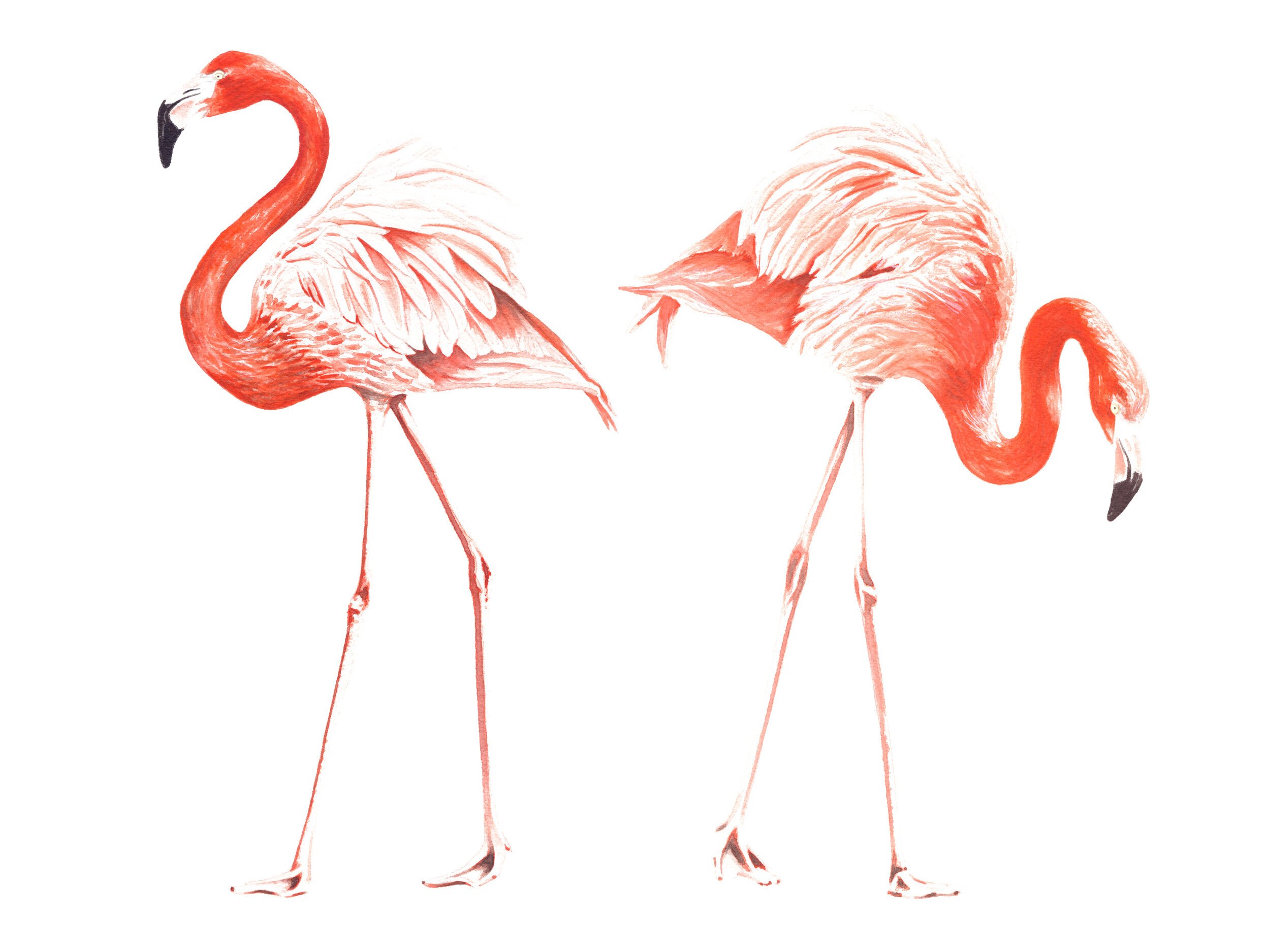 Pink Flamingos