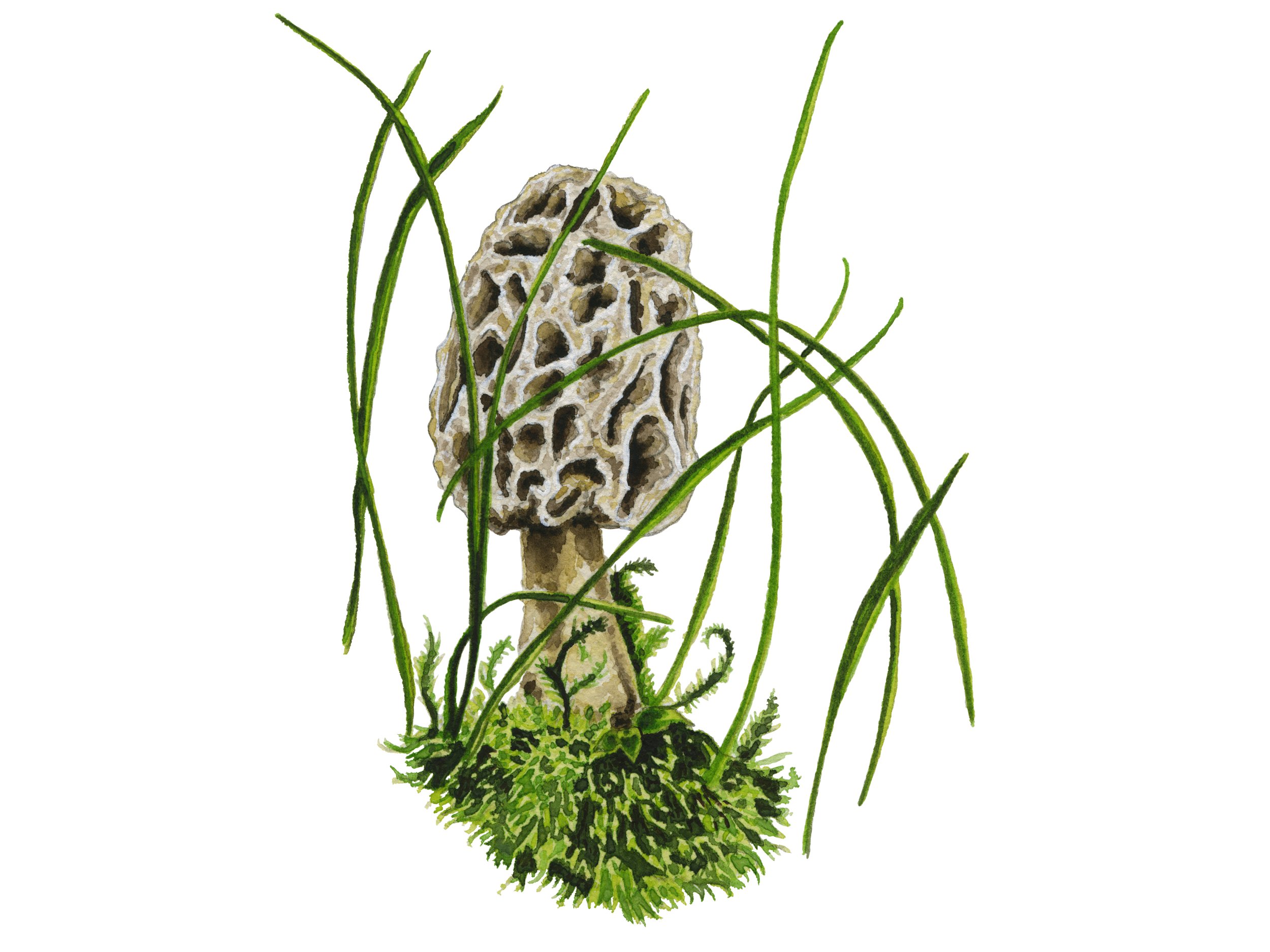 Morel in the Moss