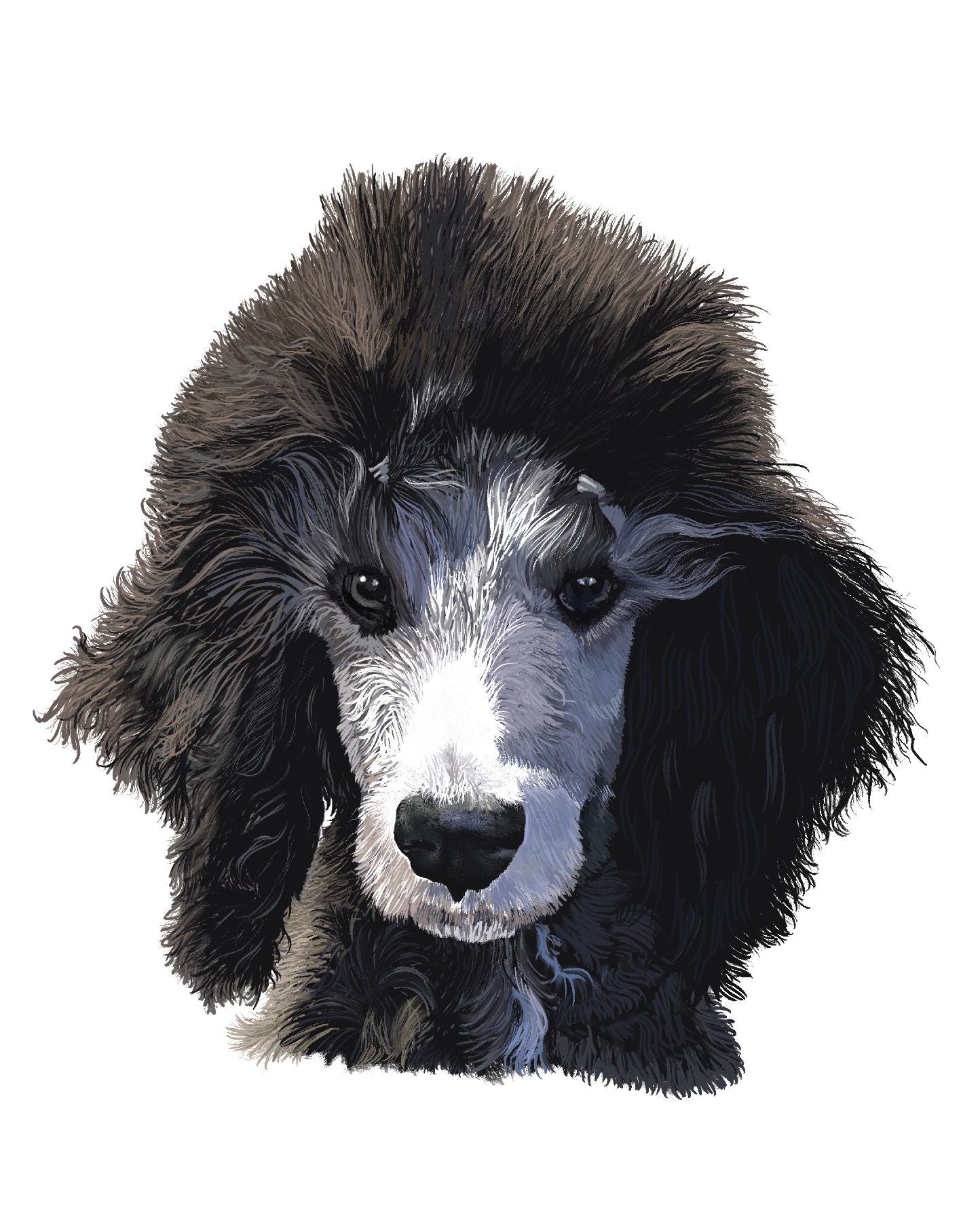 Julia - Poodle