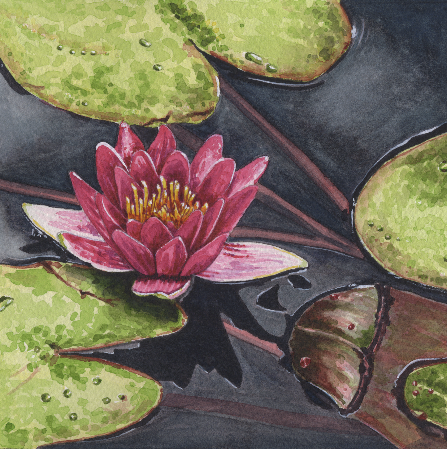 Water Lily I 