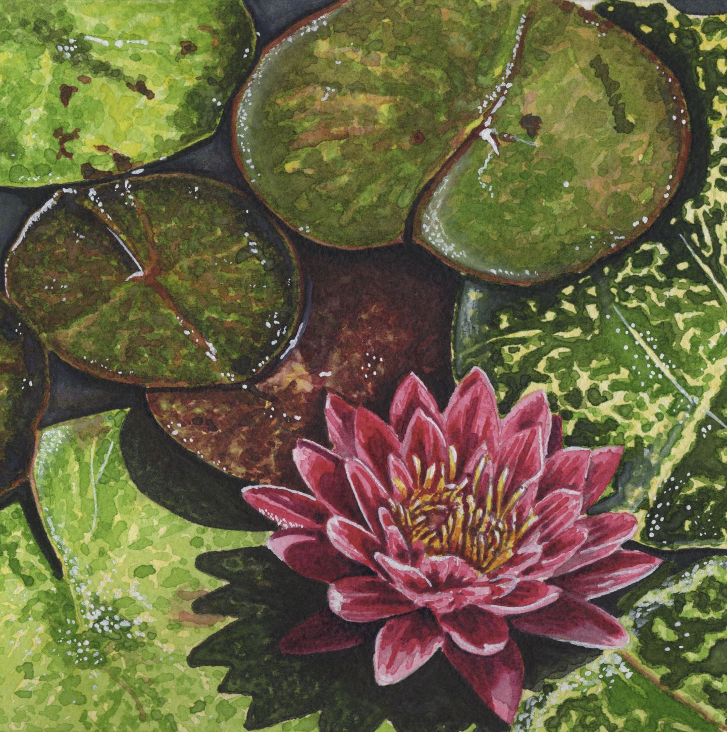 Water Lily II