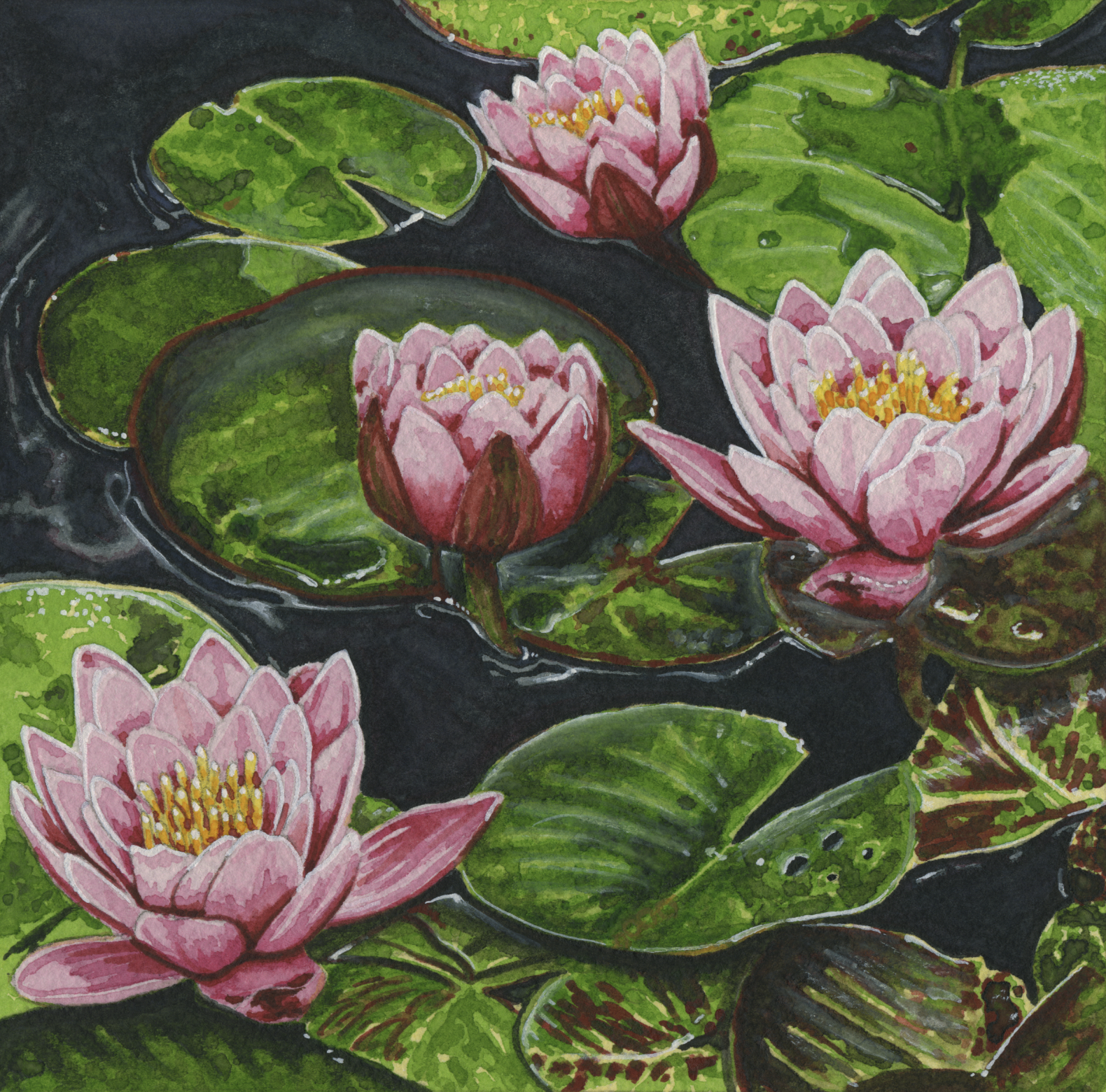 Water Lily III
