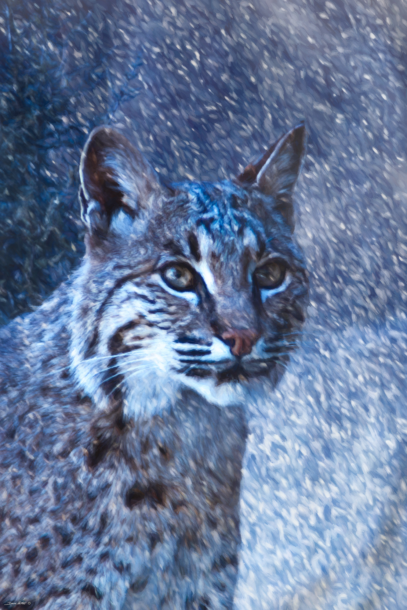 "Snowy Bobcat"