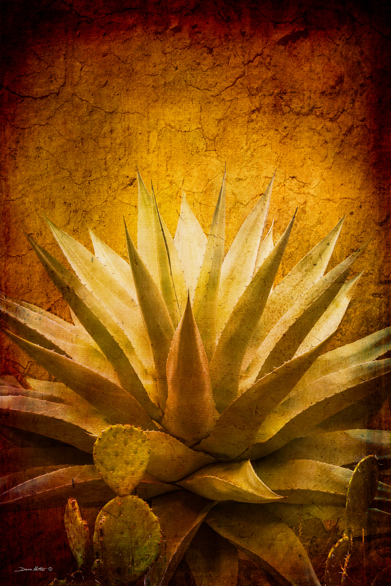 "Agave and Prickly Pear"