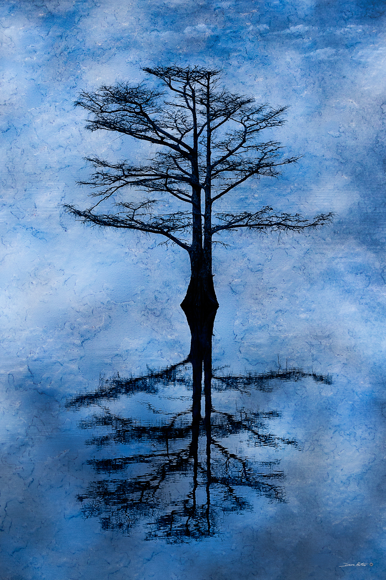 "Cypress Reflection"