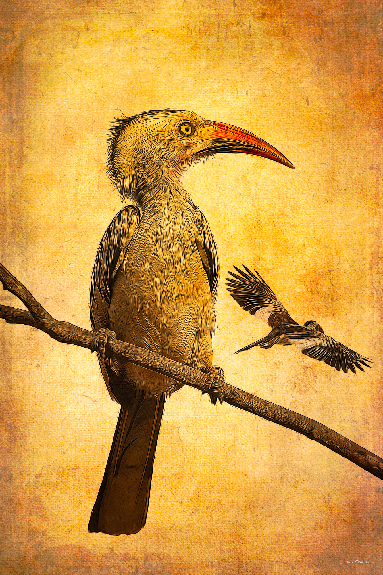 "Red-billed Hornbill"