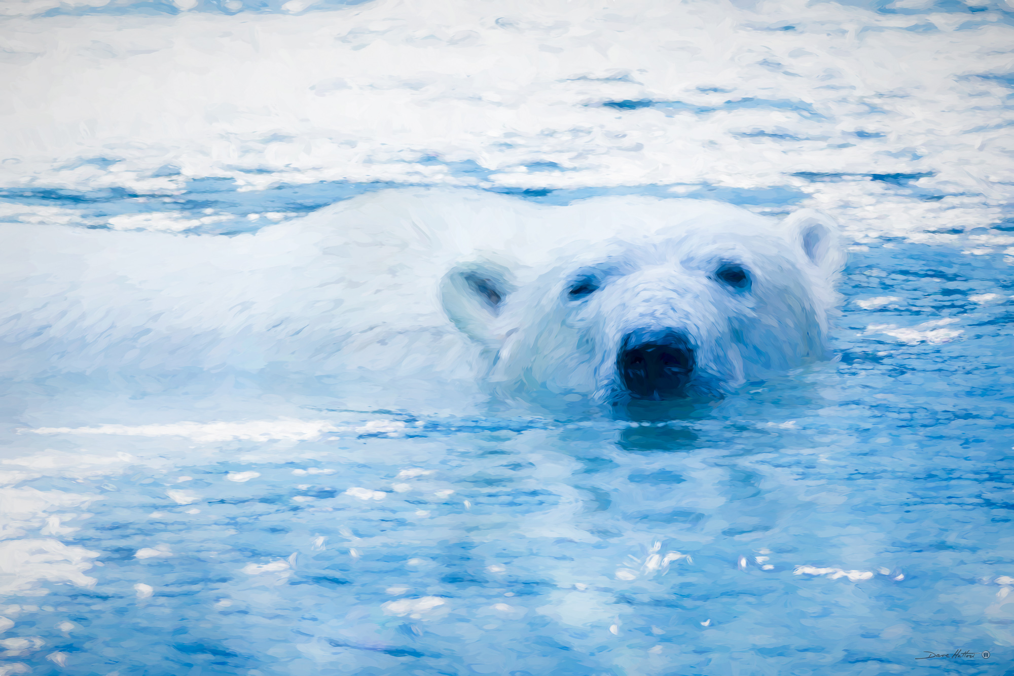 "Polar Bear Swim"