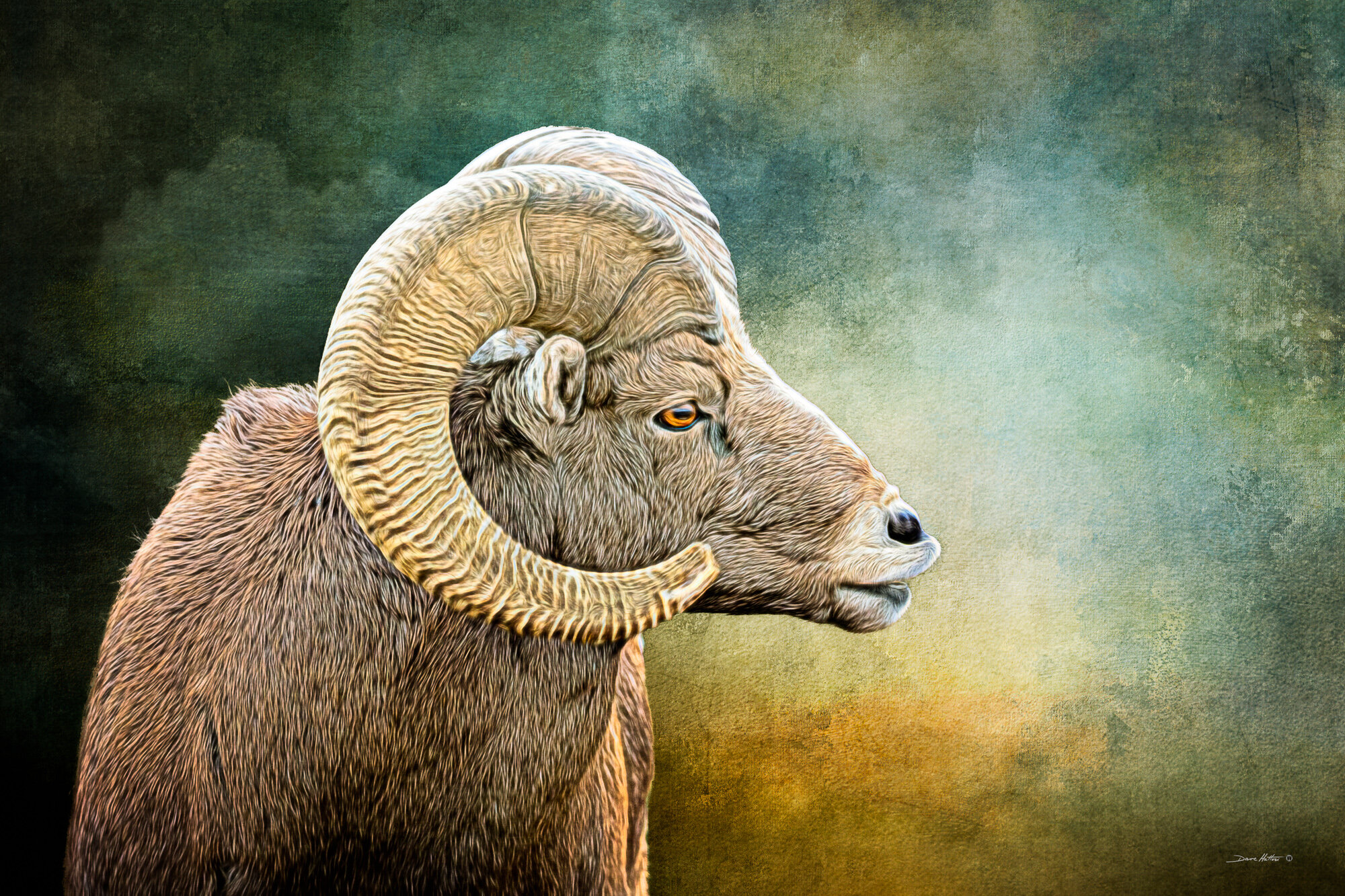 "Bighorn Sheep"