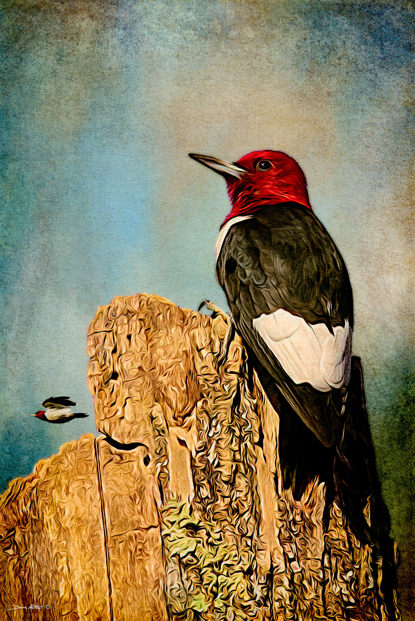 "Red-headed Woodpecker"