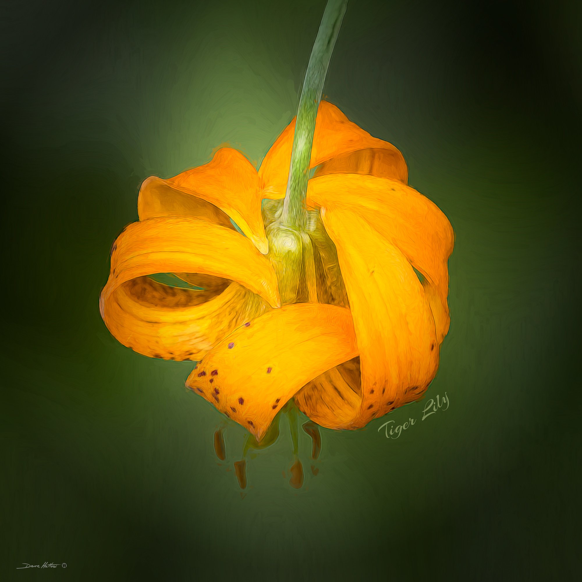 Tiger Lily