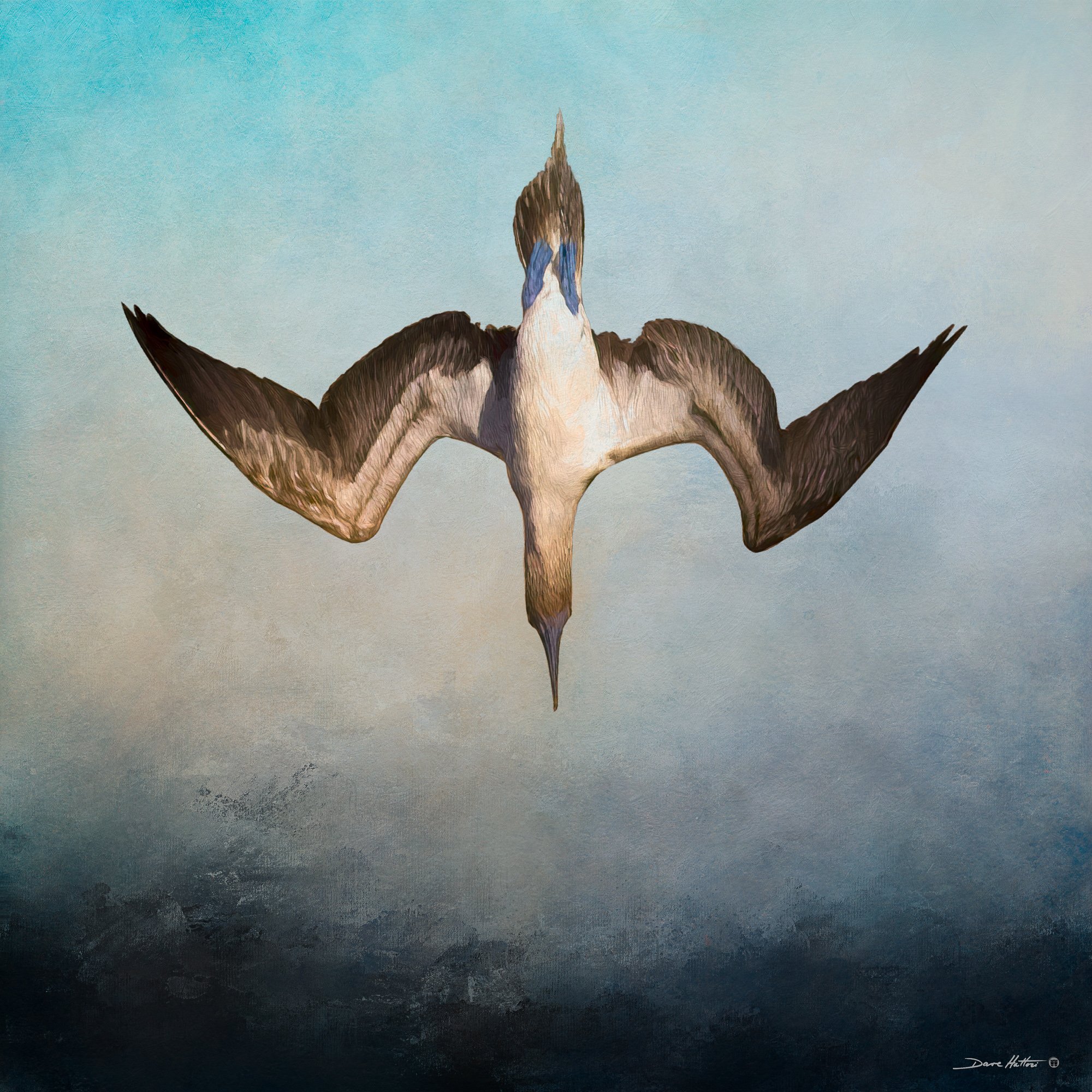 Diving Blue-footed Booby