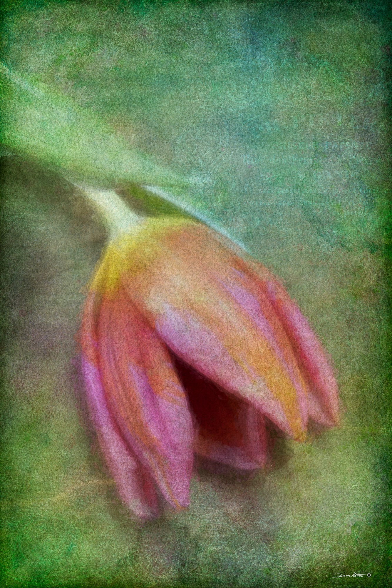 Fading Tulip