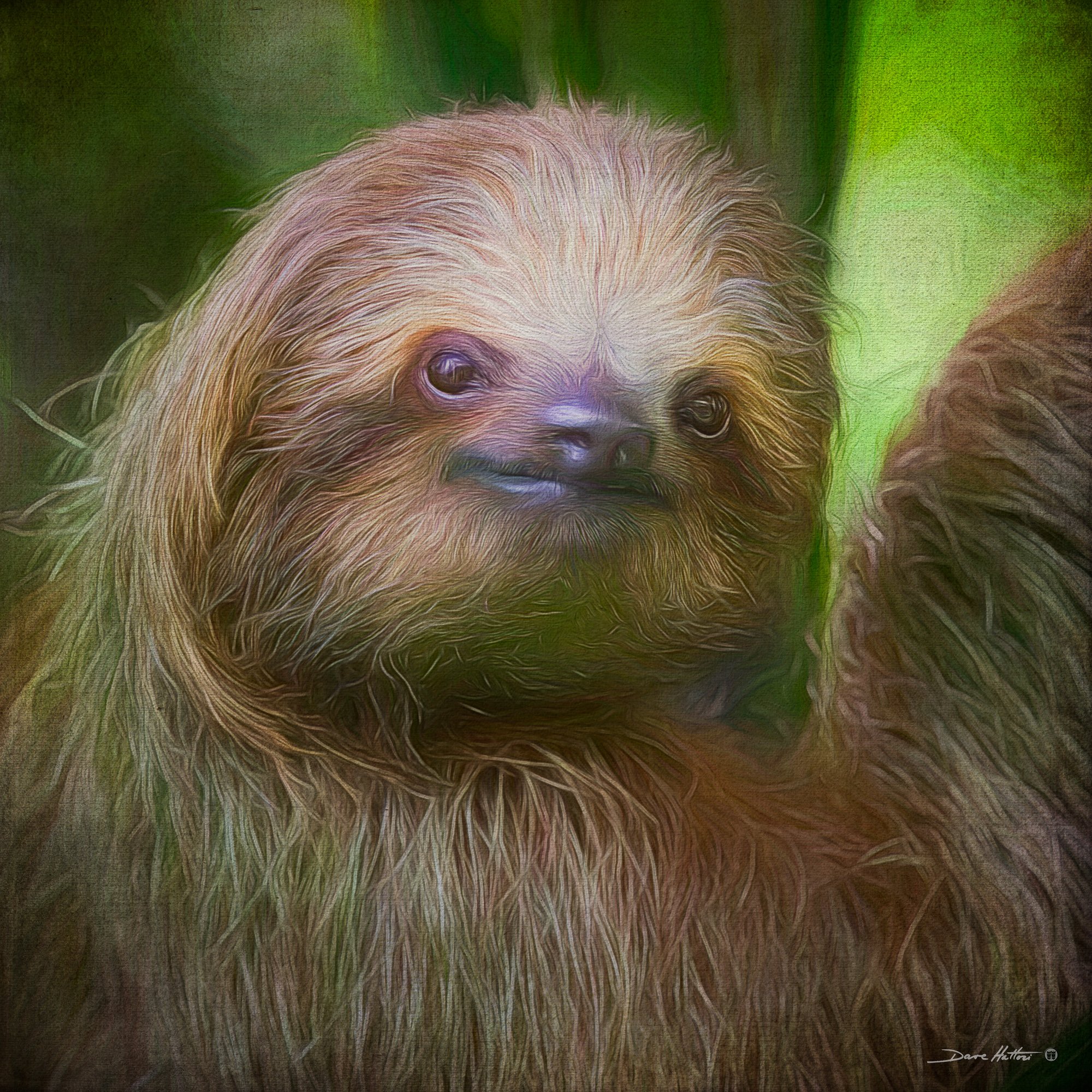 Three-toed Sloth