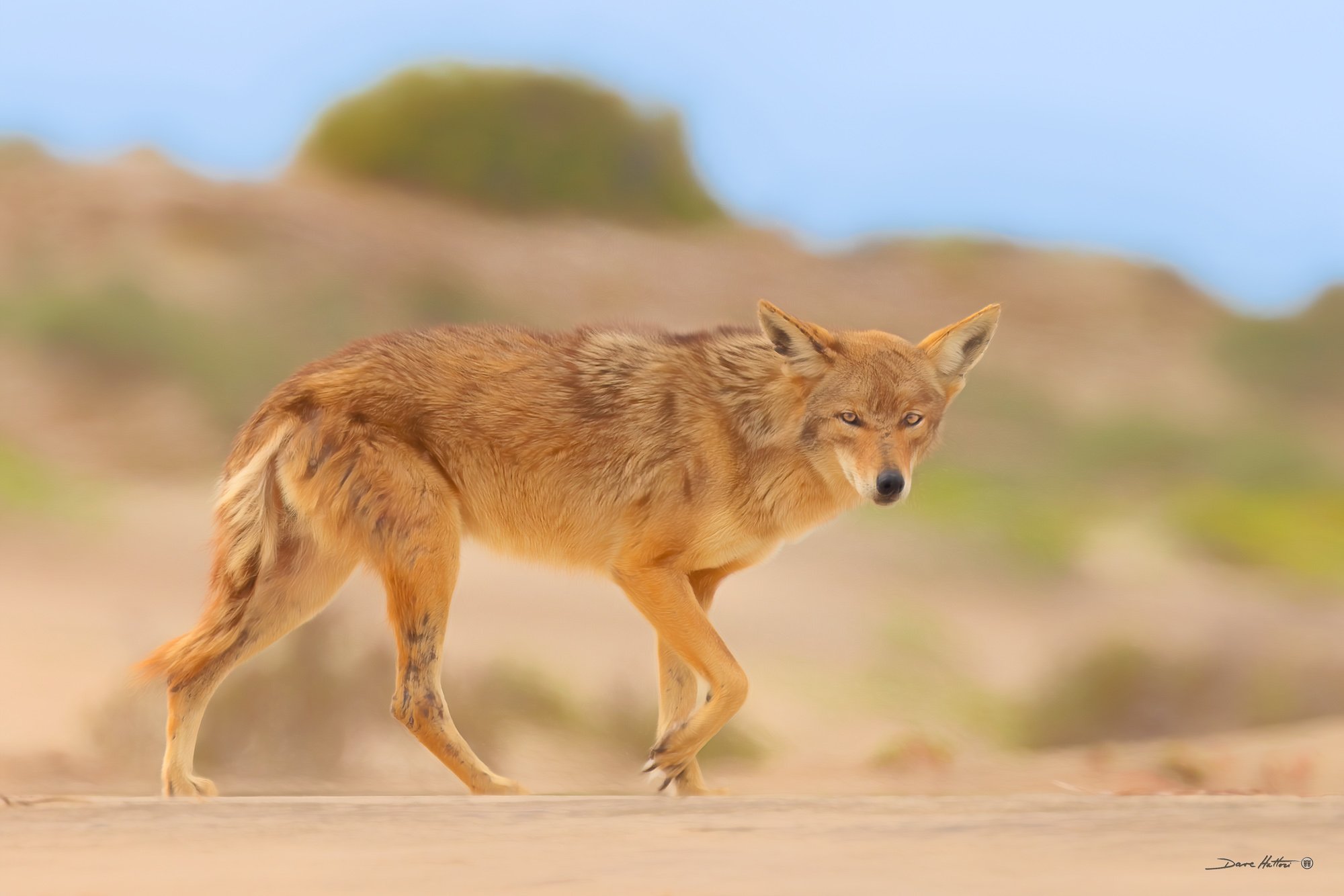 Coyote on the Dune