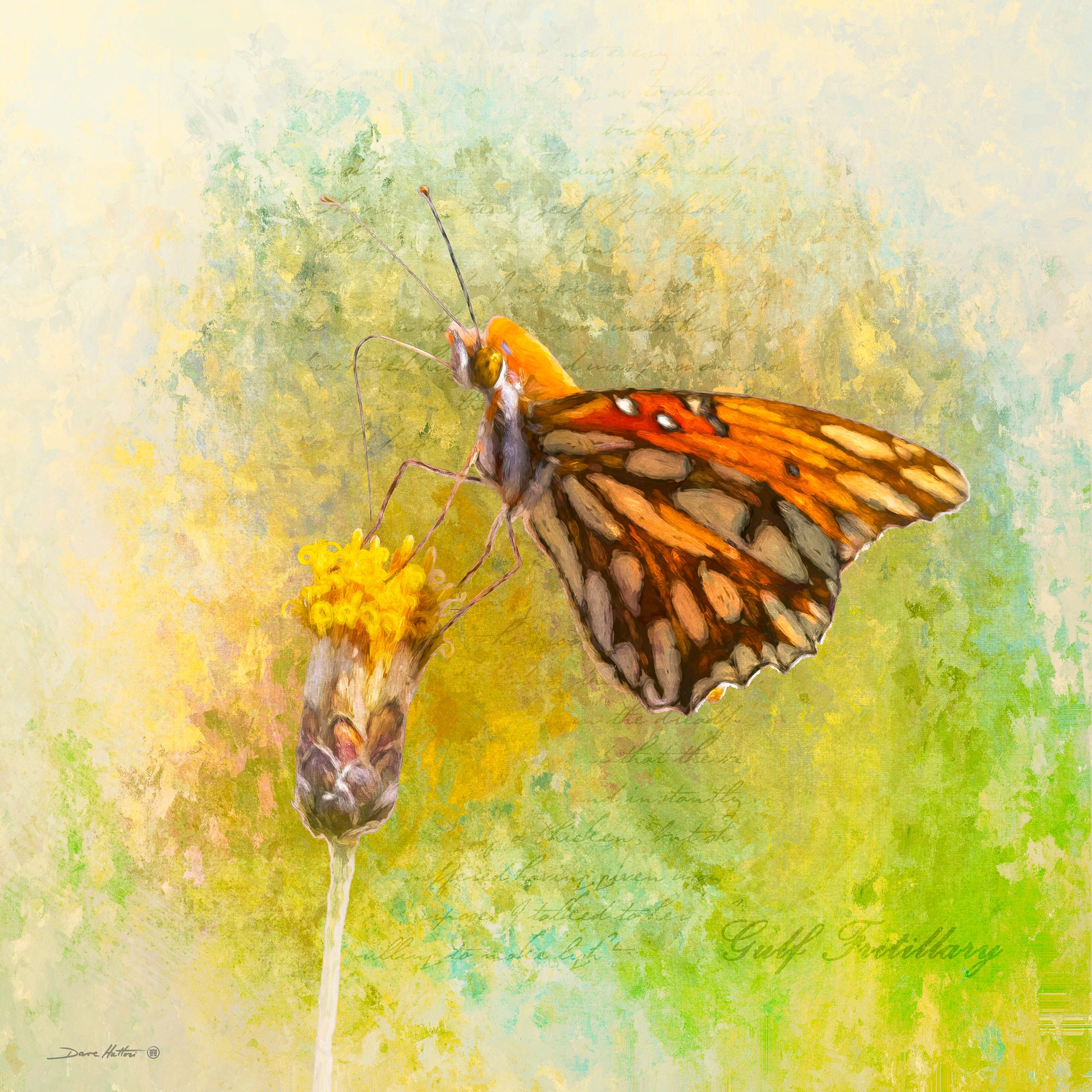 Gulf Fritillary Butterfly