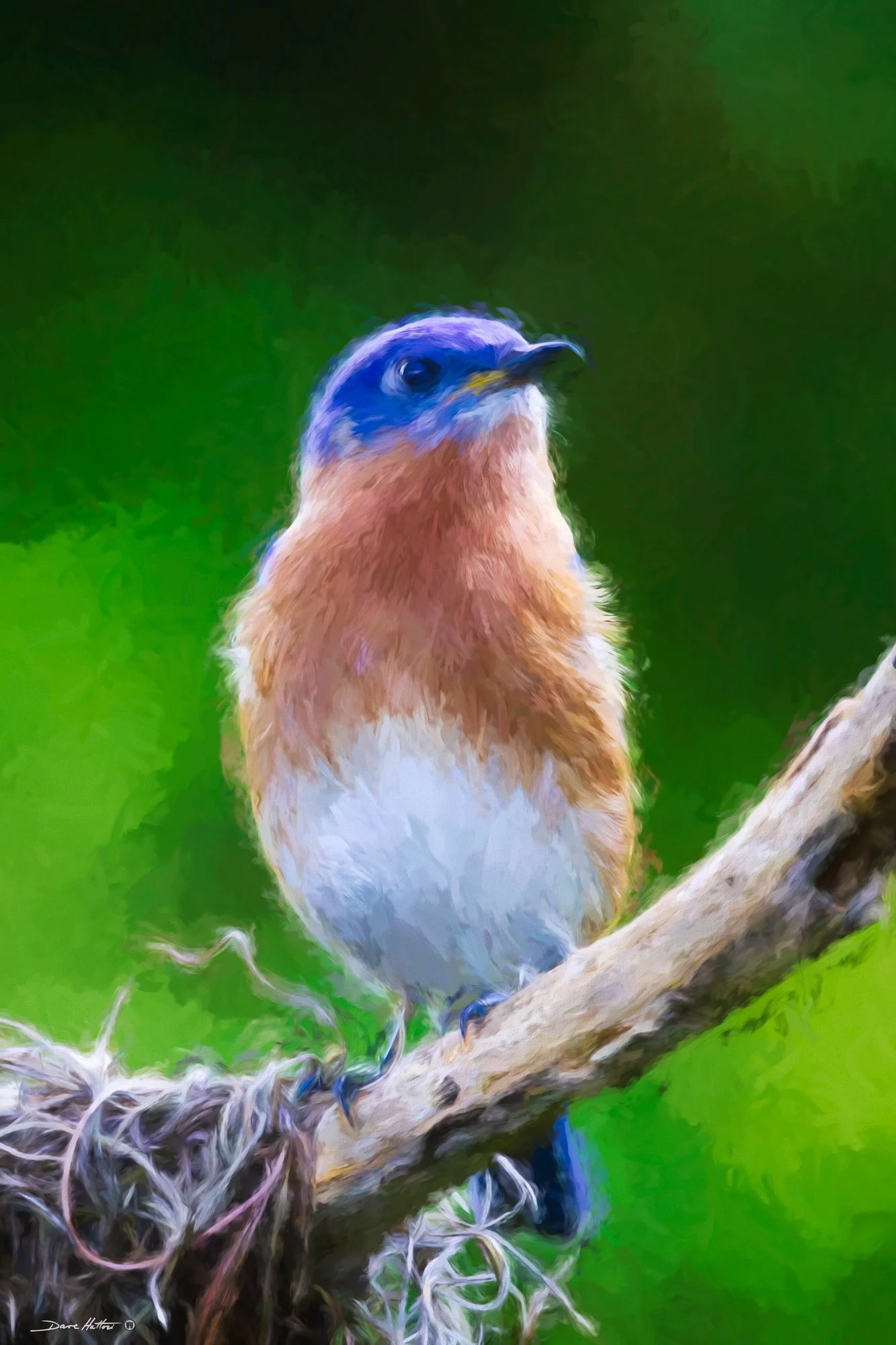 "Bluebird Beauty"