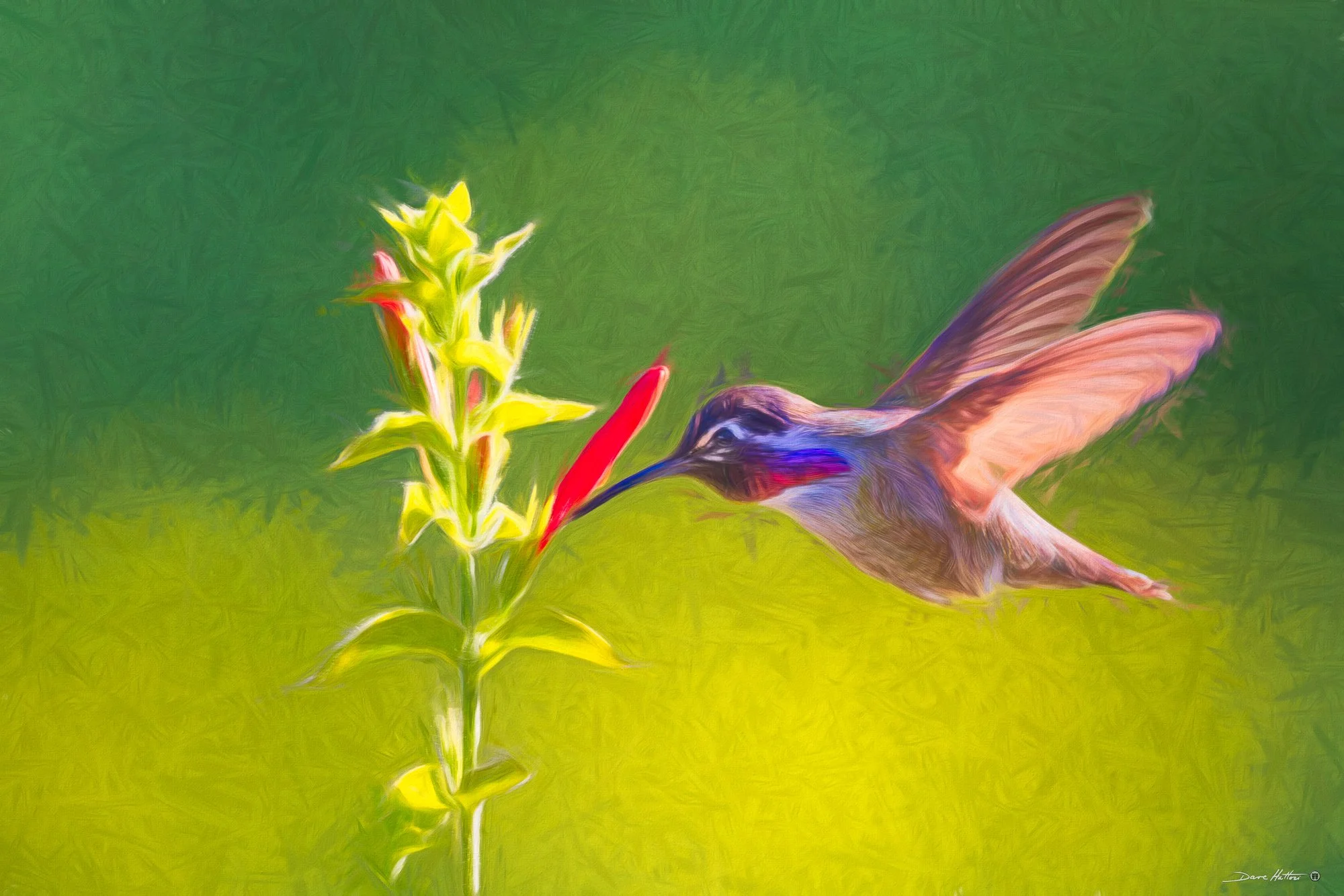 "Costa's Hummingbird"