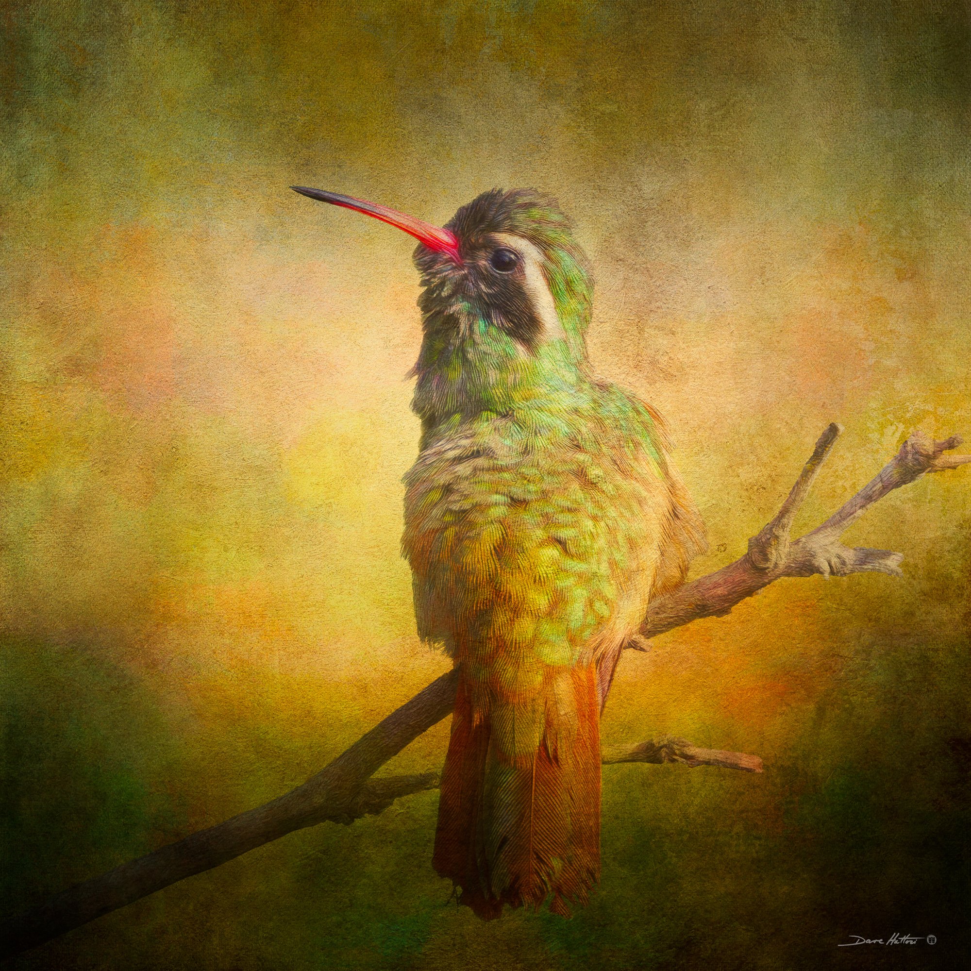 "White-eared Hummingbird"
