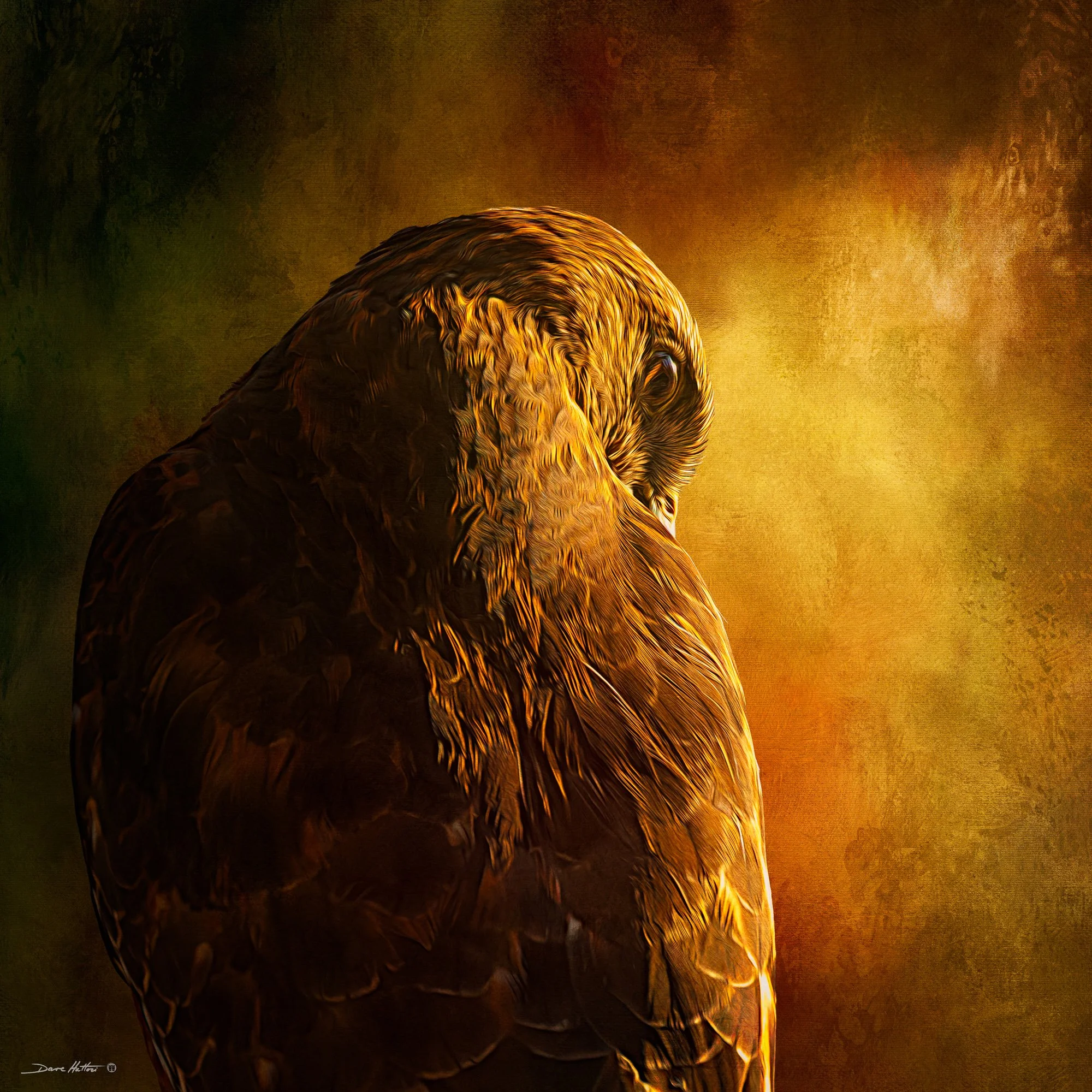 "Highlighted Hawk"