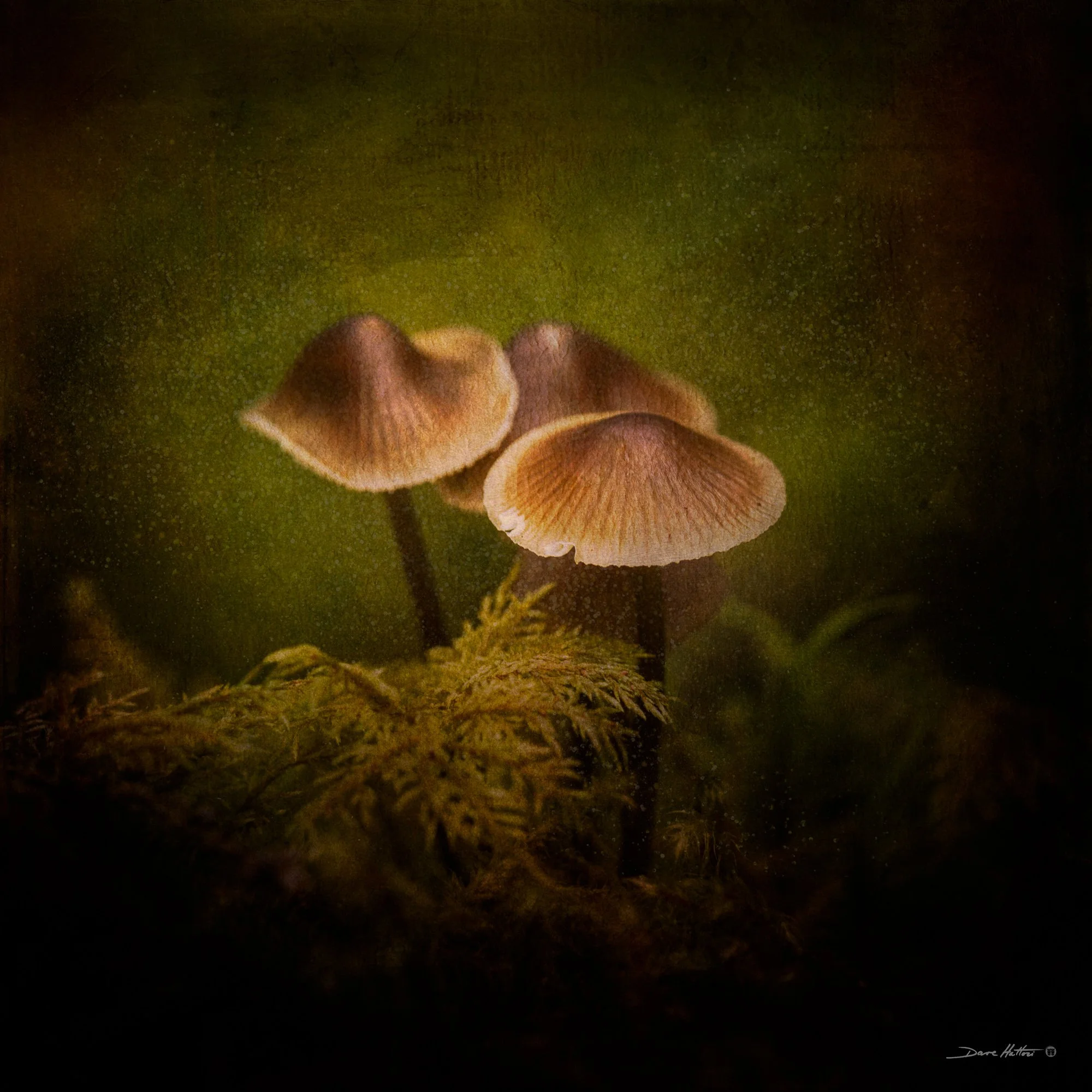 "Mushrooms and Stair-step Moss"
