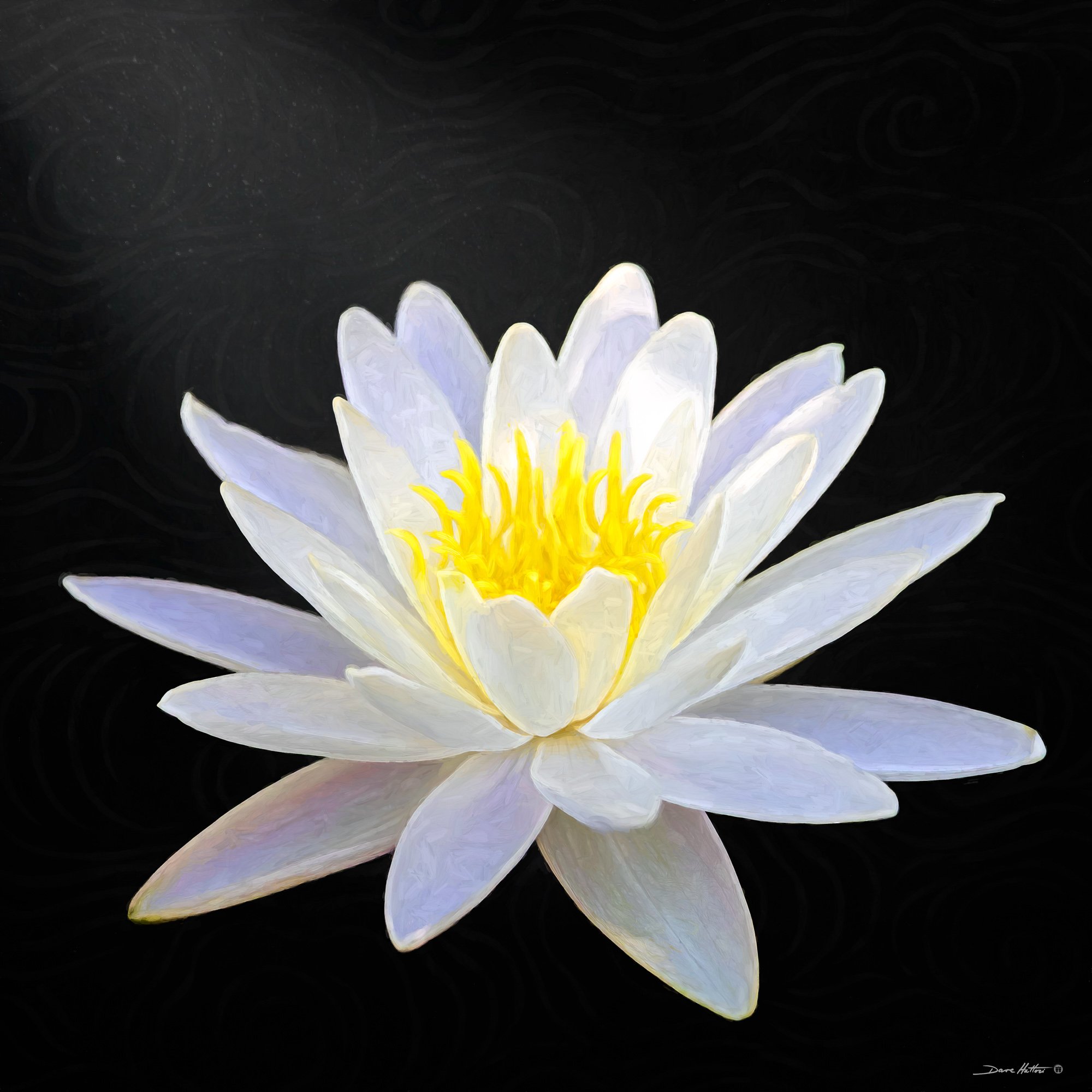 "White Lily"